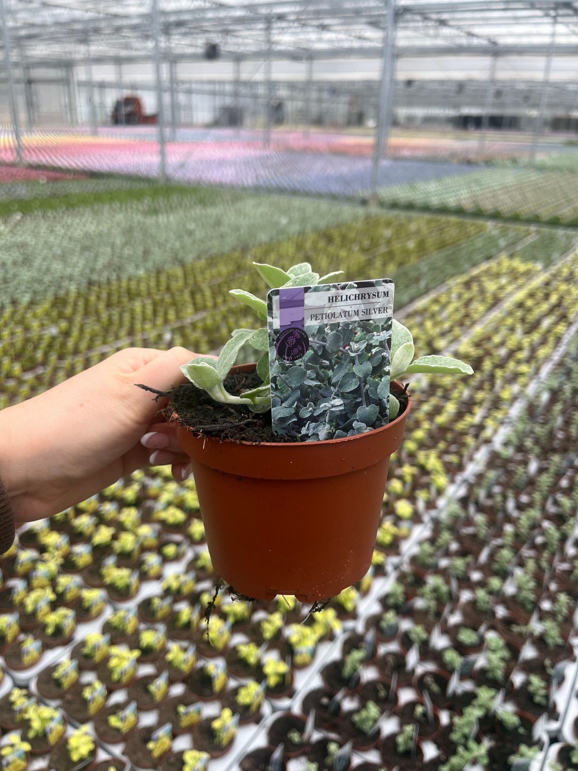 Picture of Helichrysum Petiolatum Silver