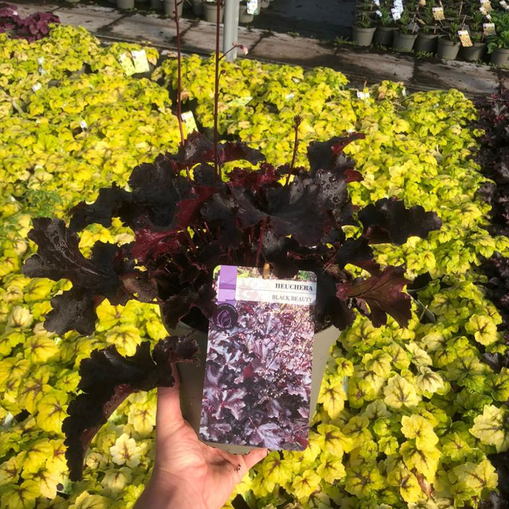 Picture of Heuchera Black Beauty