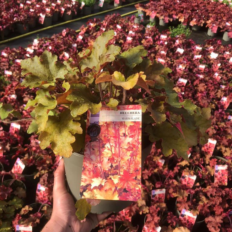 Picture of Heuchera Marmalade