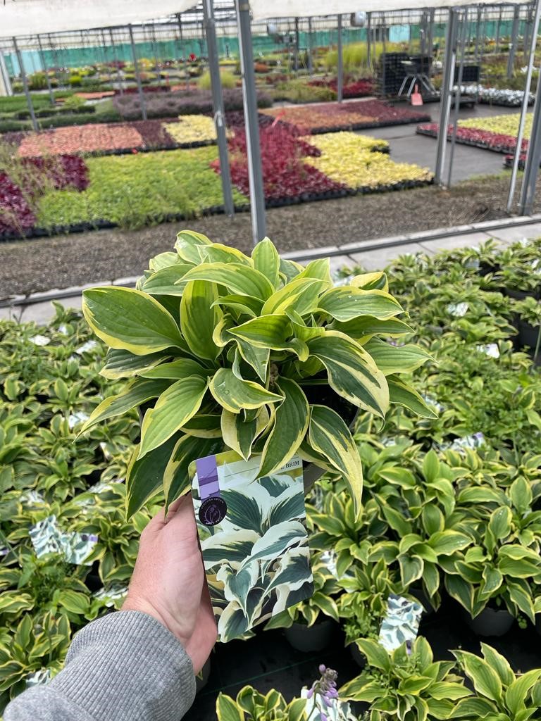 Picture of Hosta Wide Brim