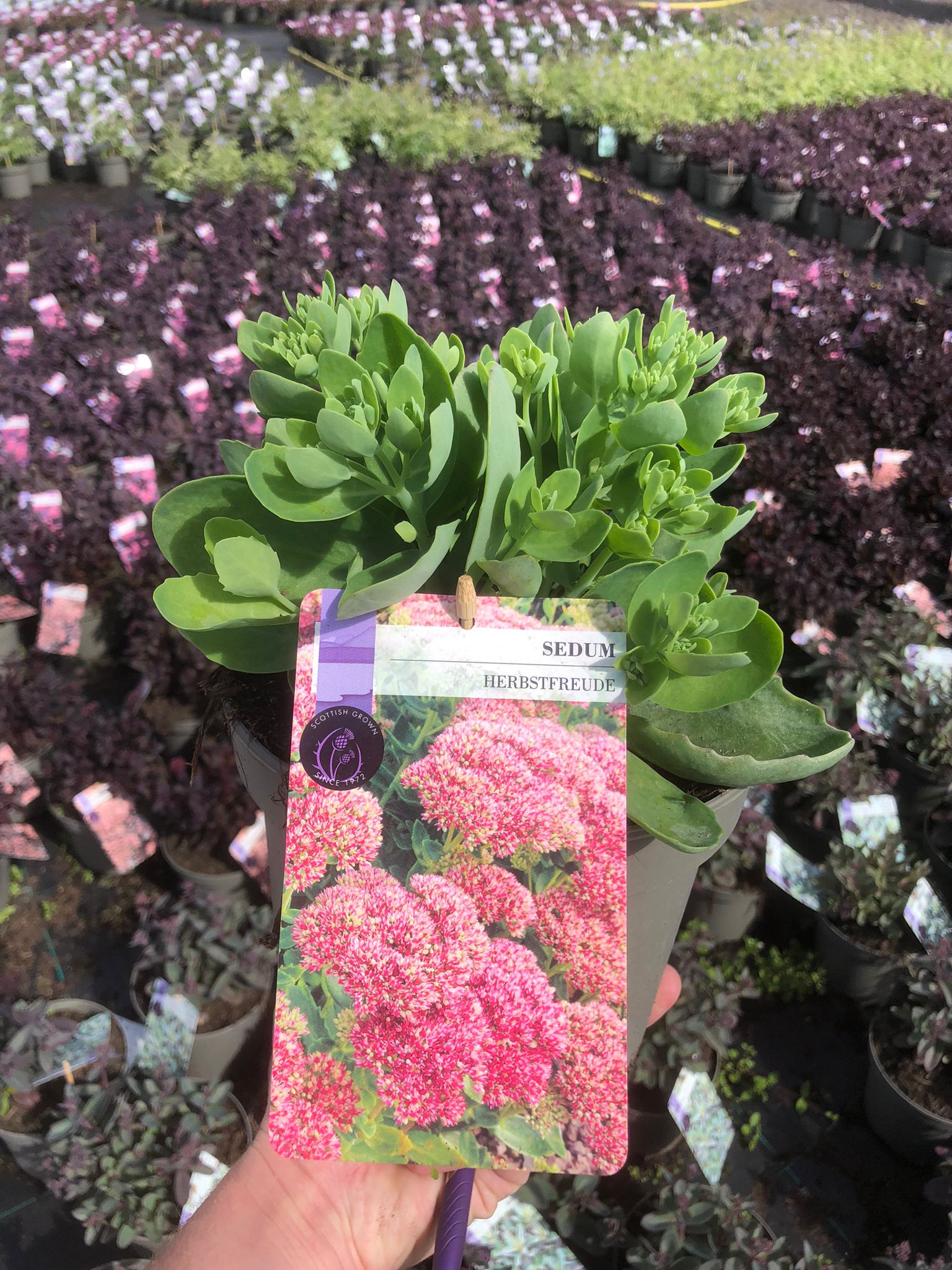 Picture of Sedum Herbstfreude