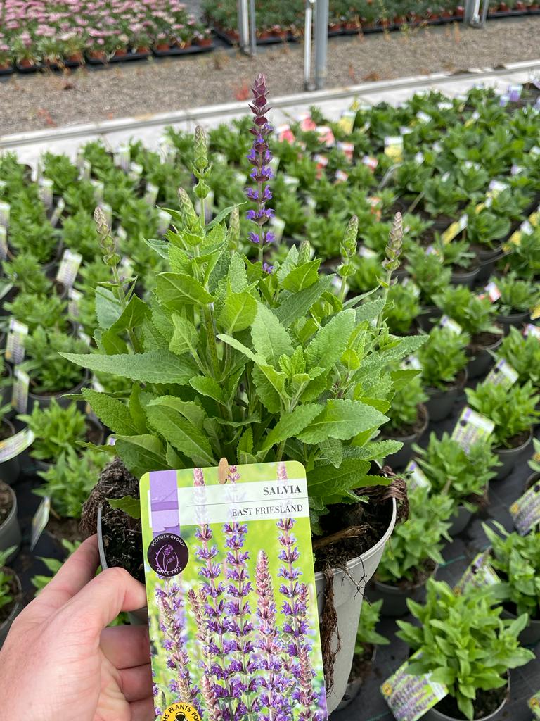 Picture of Salvia East Friesland