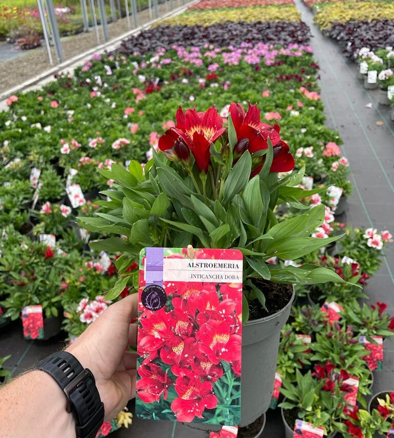 Picture of Alstroemeria Doba