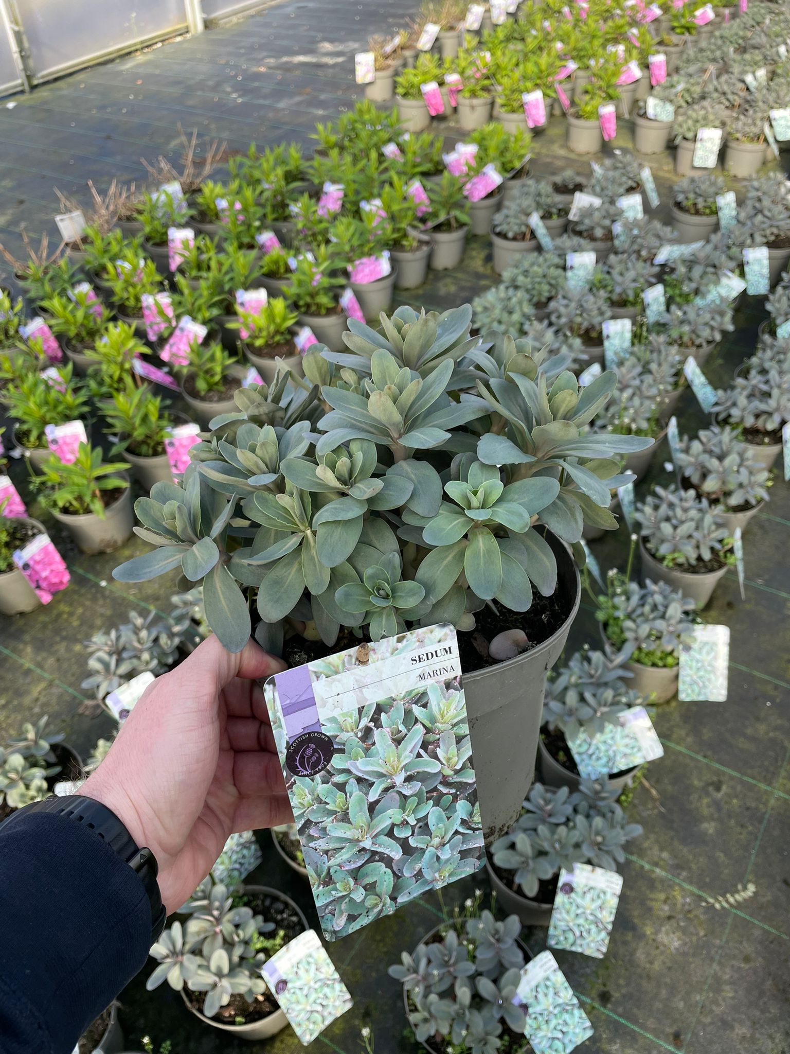 Picture of Sedum Marina