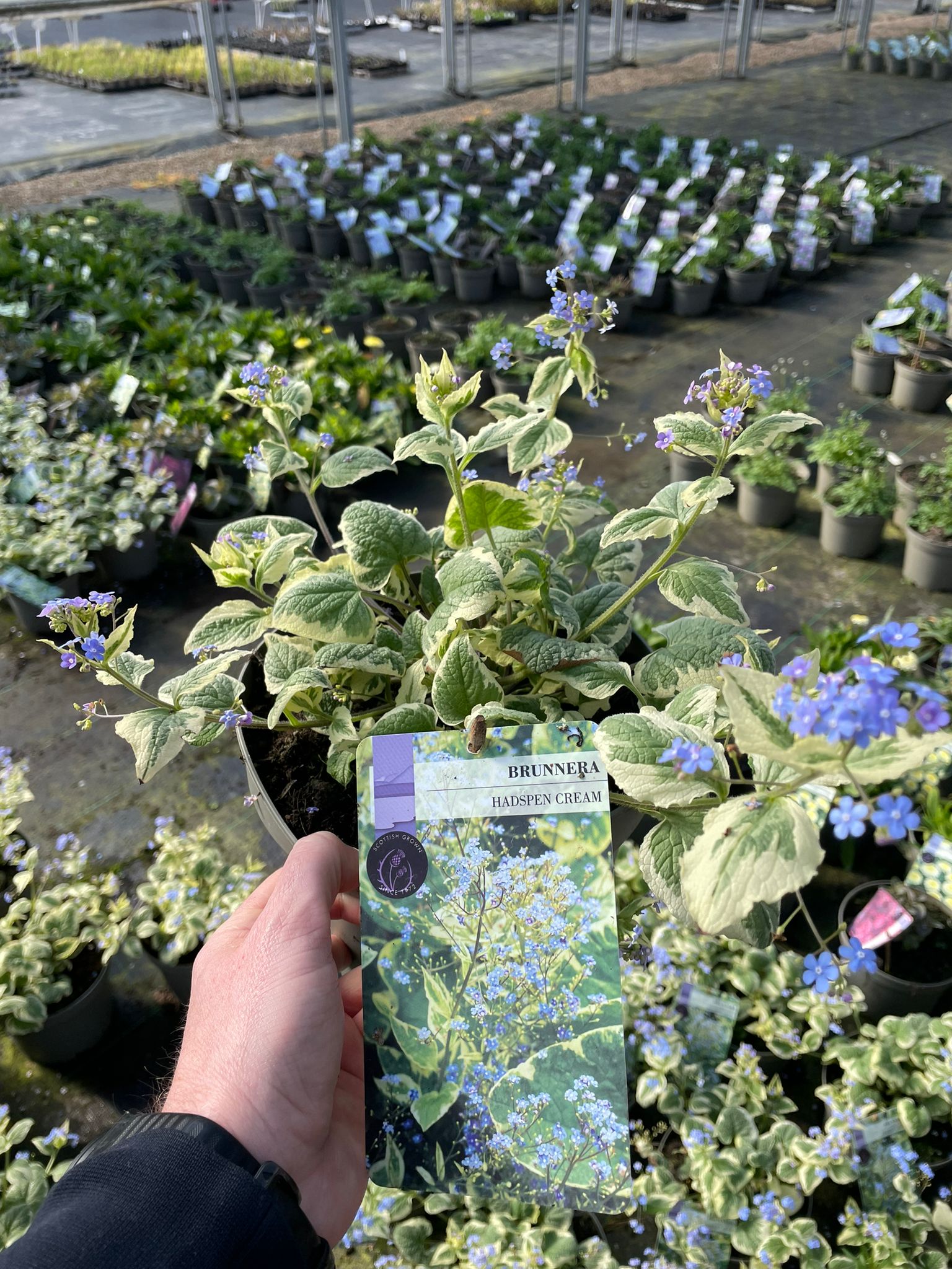 Picture of Brunnera Hadspen Cream