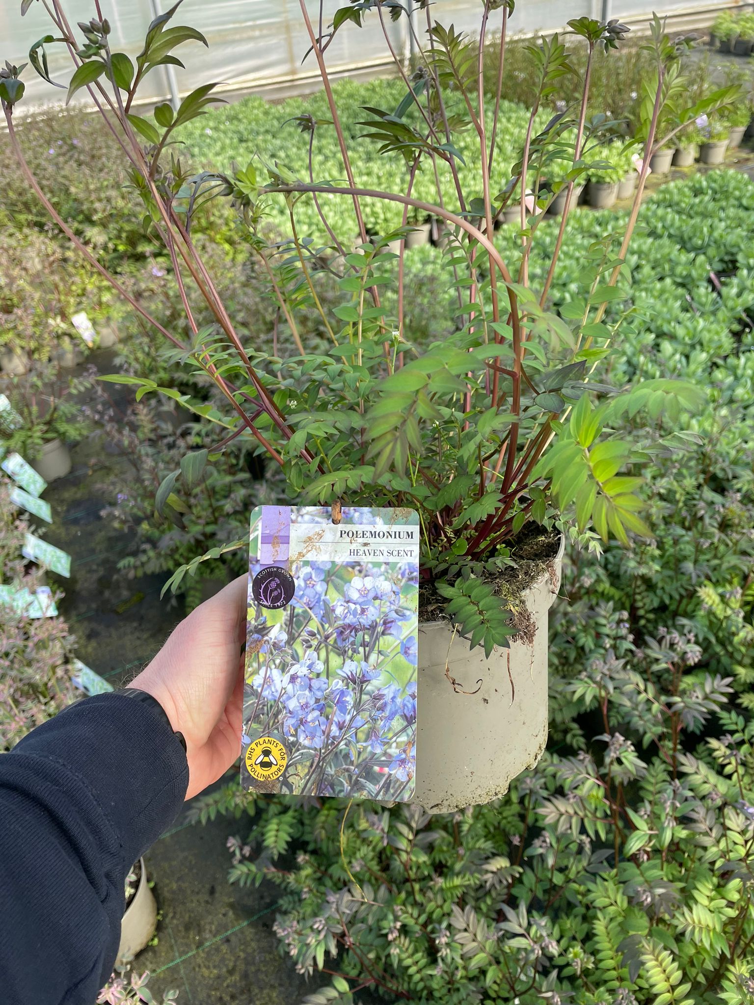 Picture of Polemonium Heaven Scent