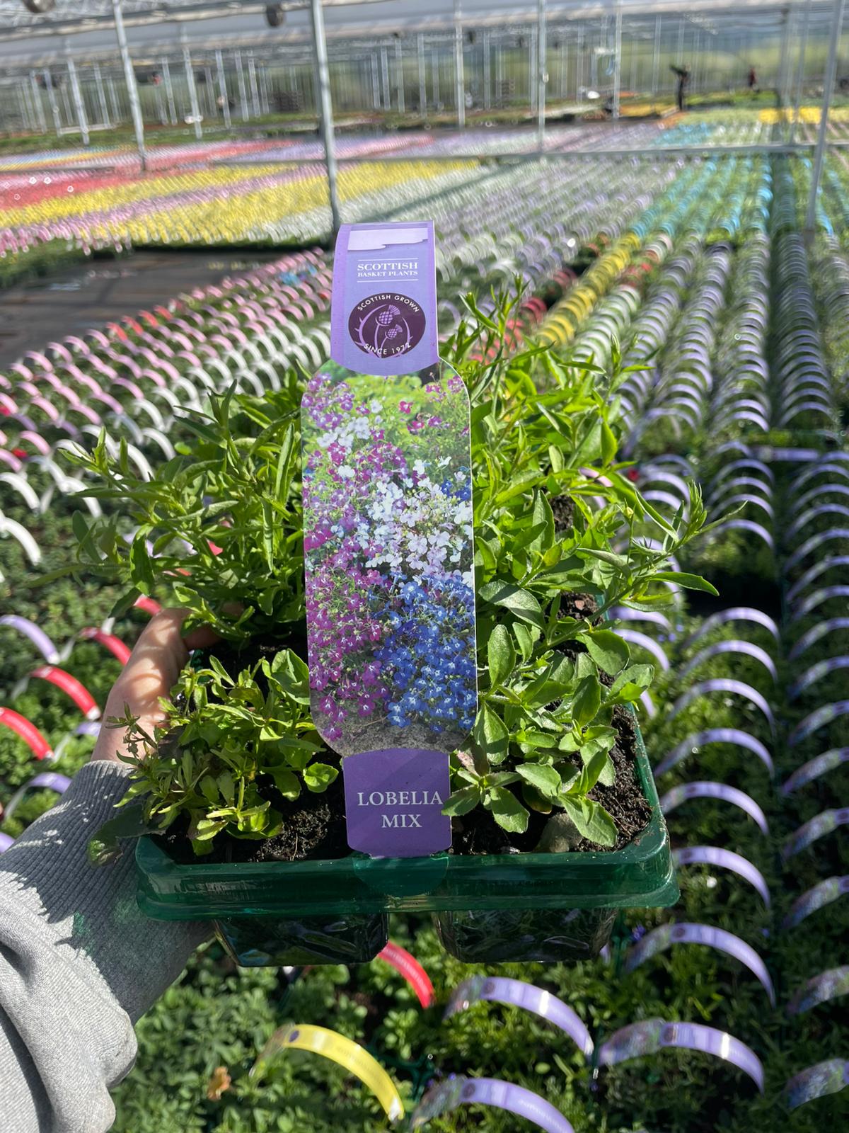 Picture of Lobelia Mix