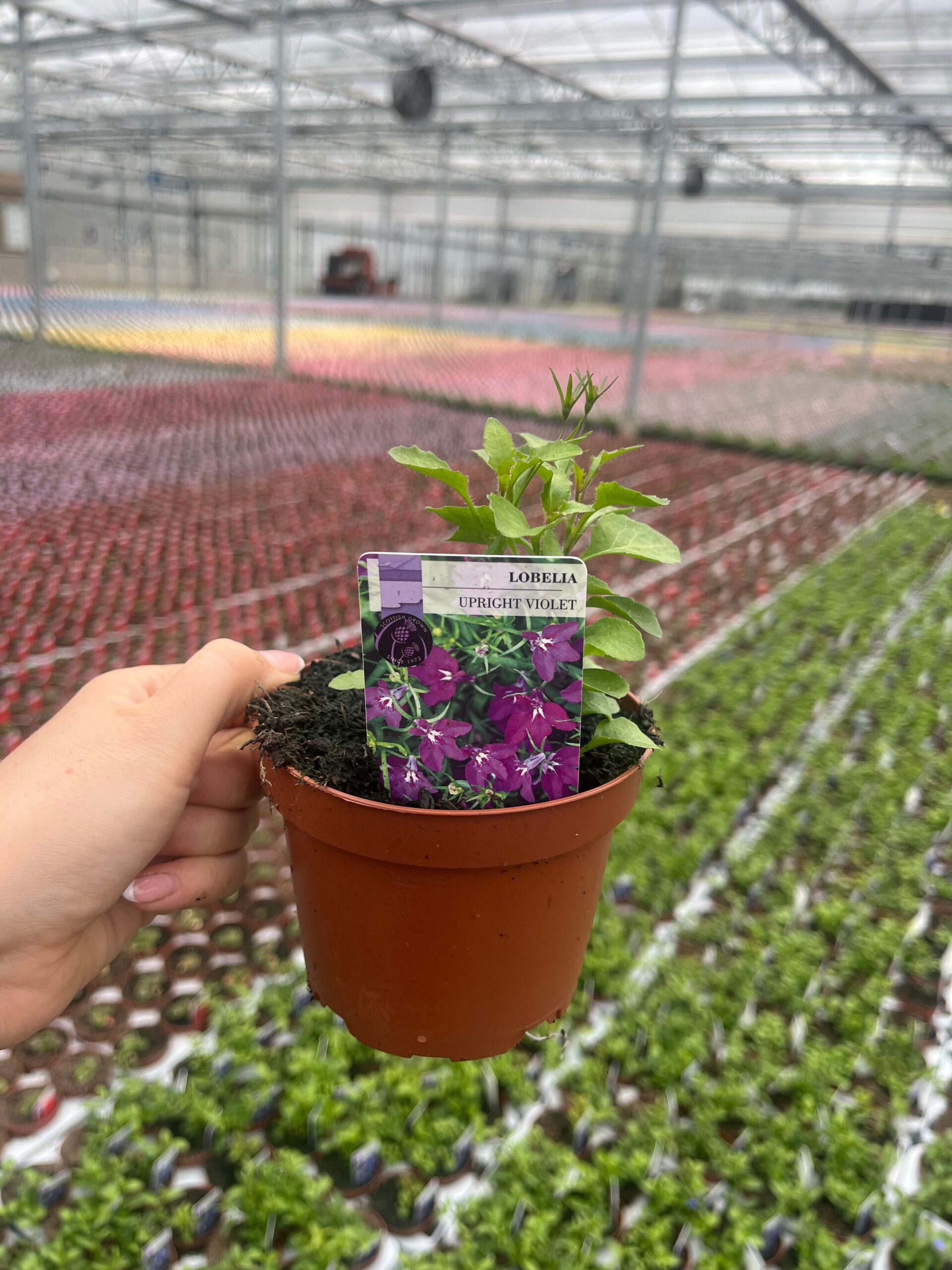 Picture of Lobelia Upright Violet