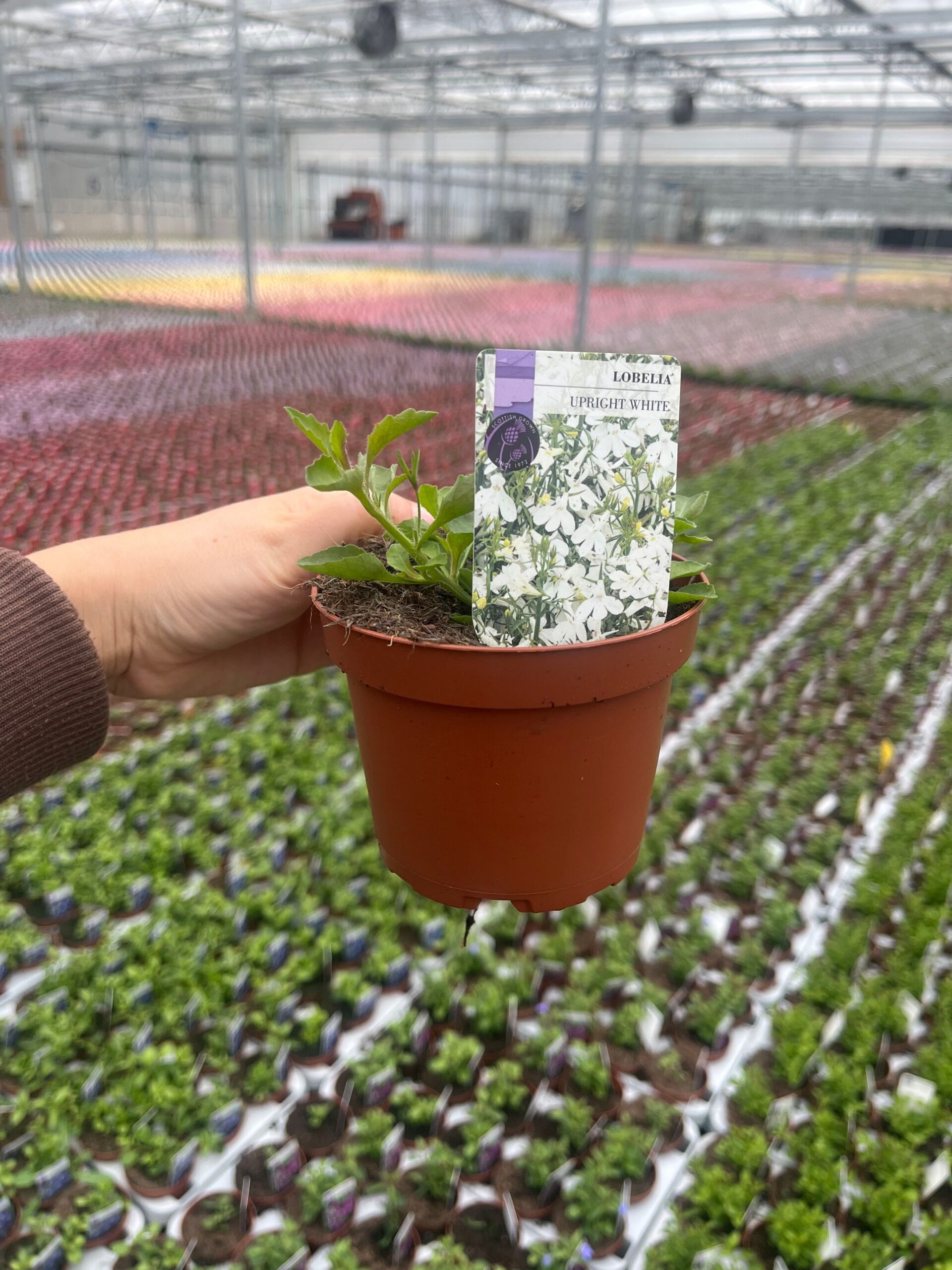 Picture of Lobelia Upright White