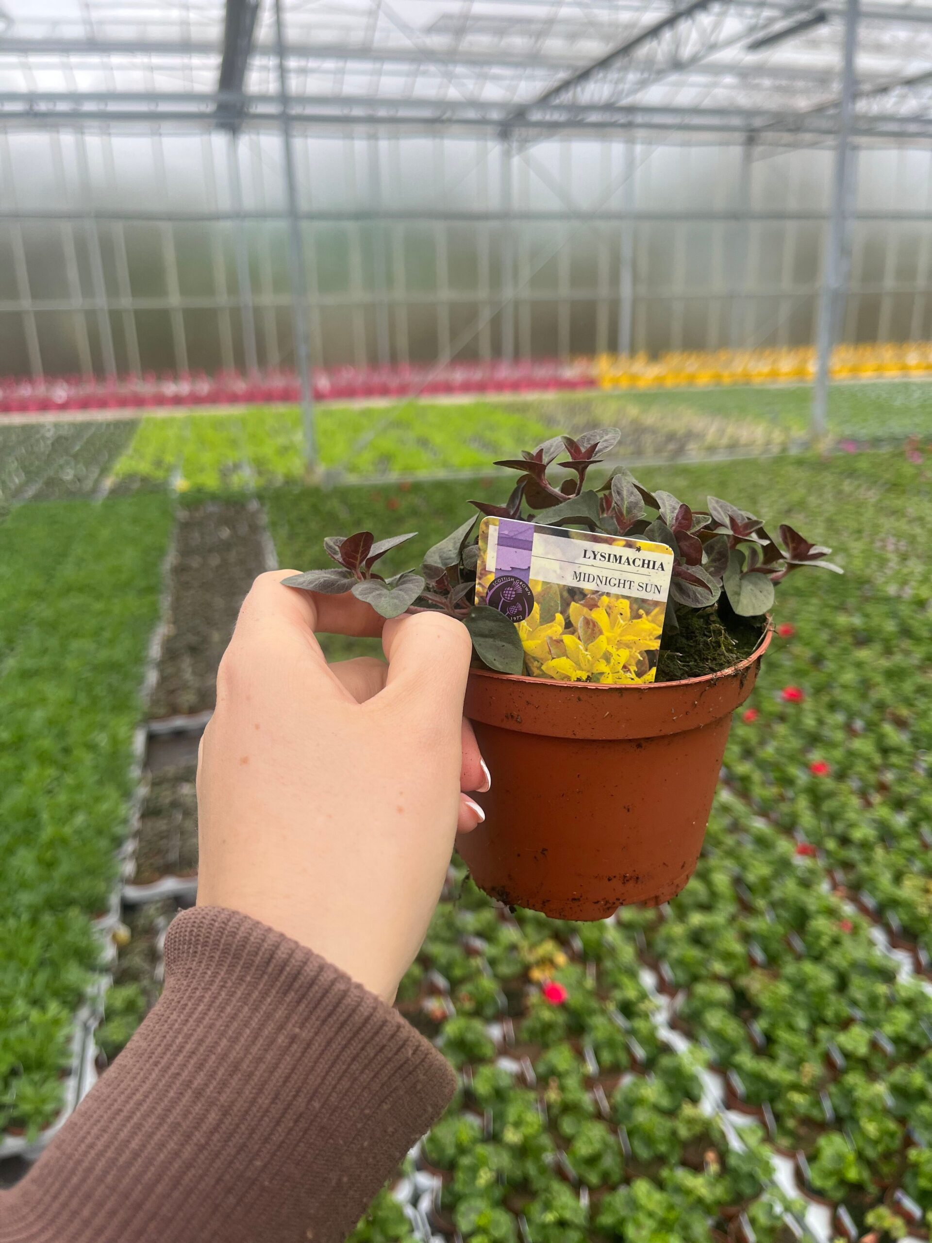 Picture of Lysimachia Midnight Sun