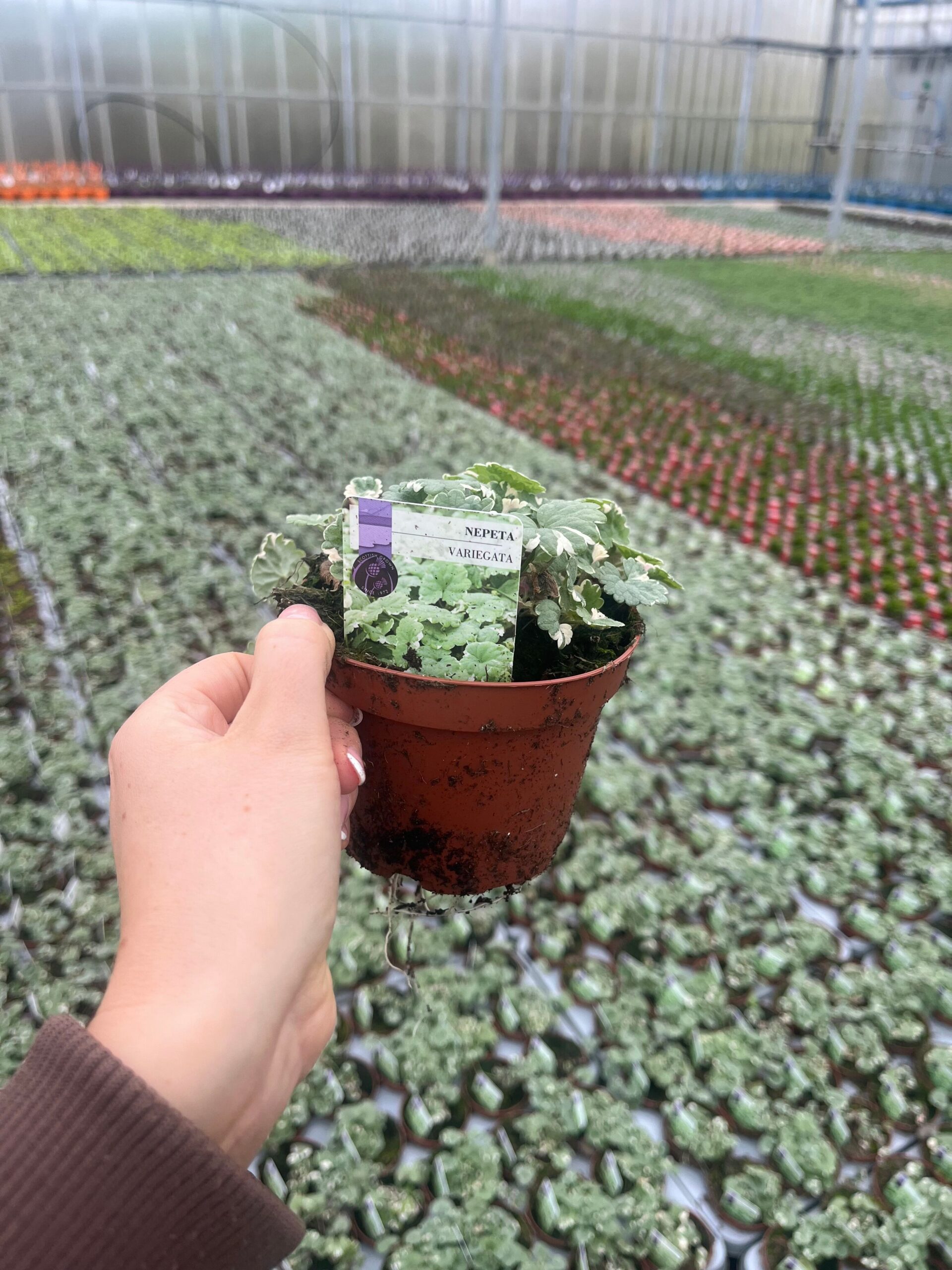 Picture of Nepeta Variegata