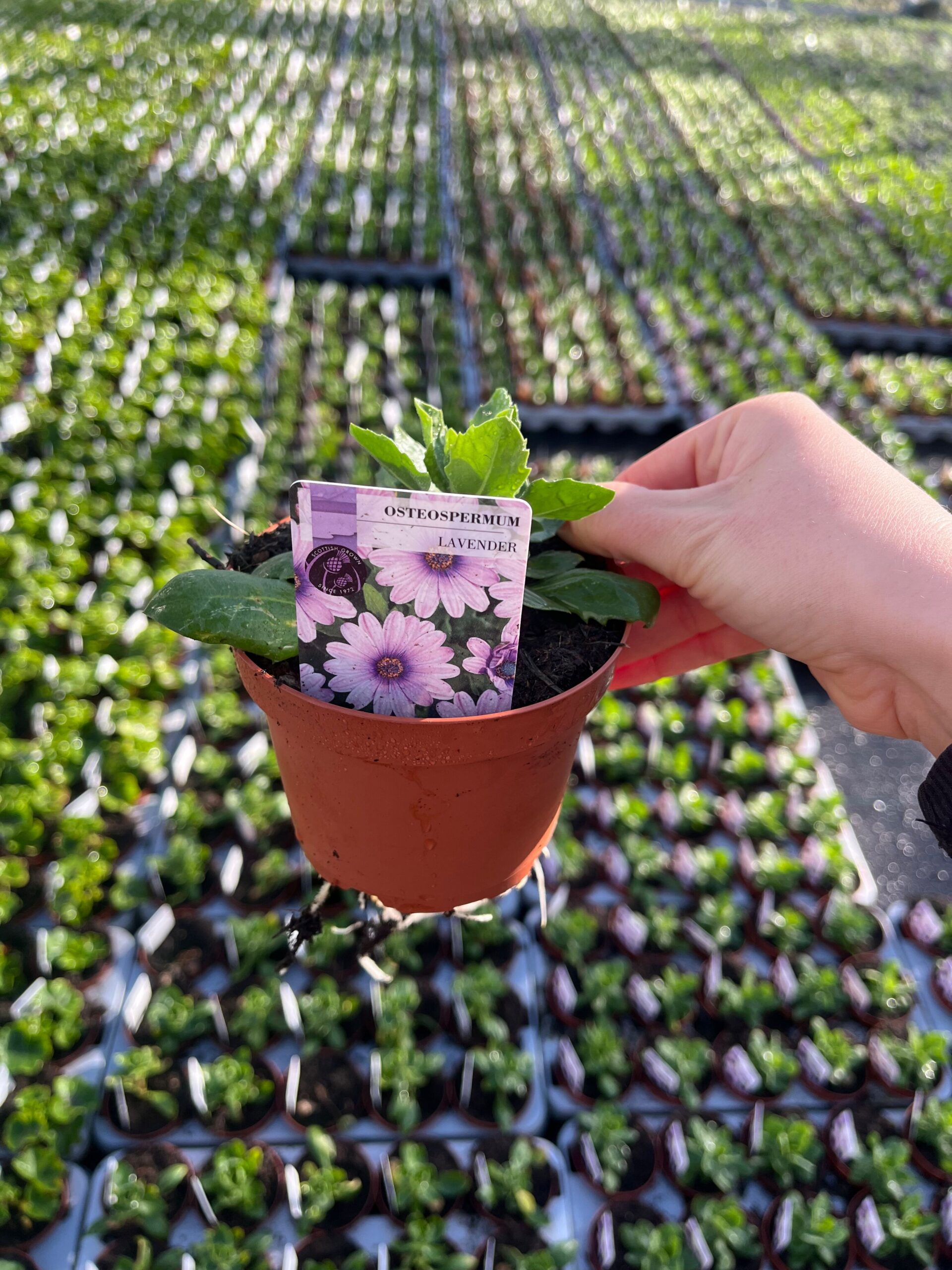 Picture of Osteospermum Lavender