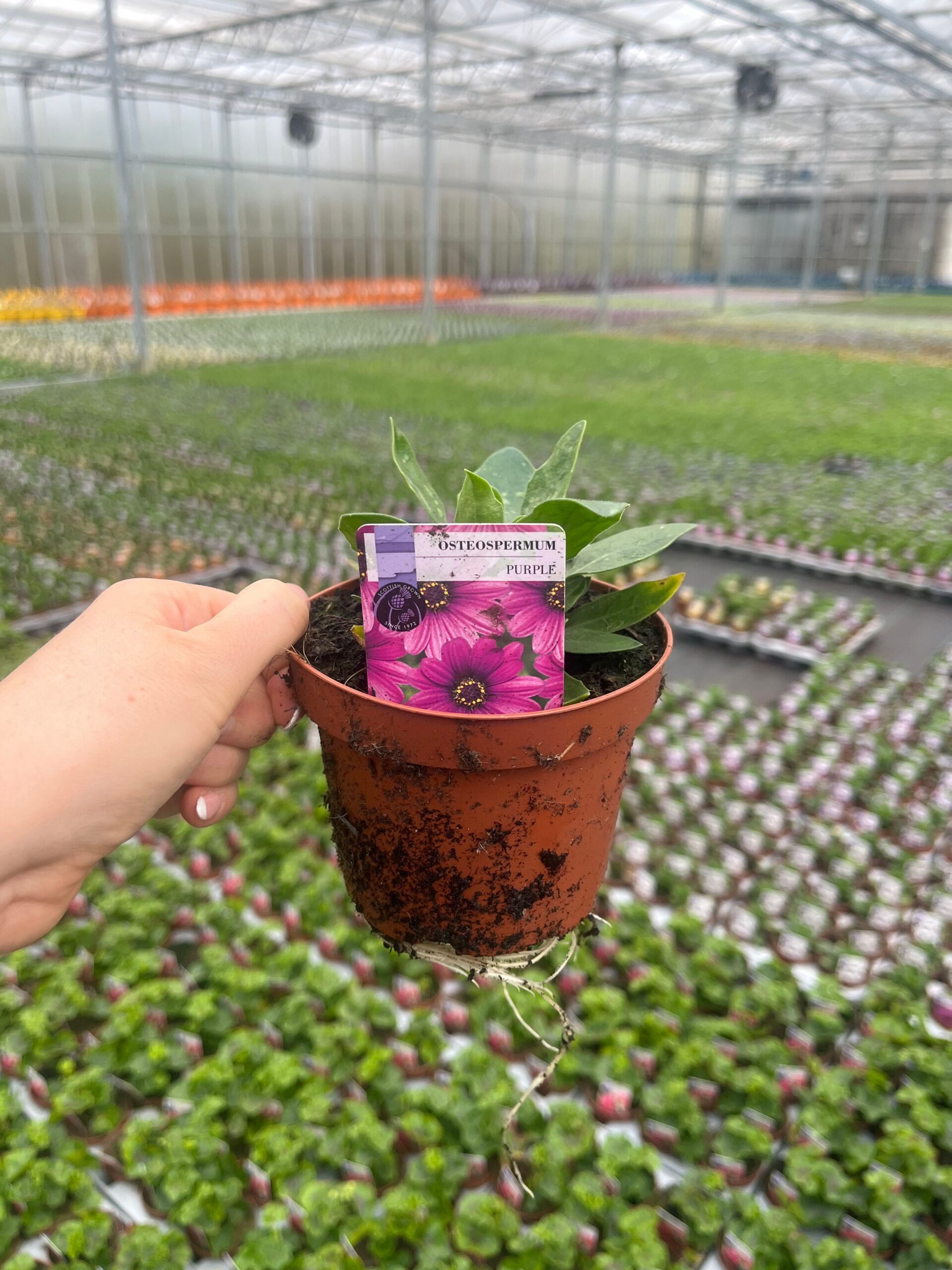 Picture of Osteospermum Purple