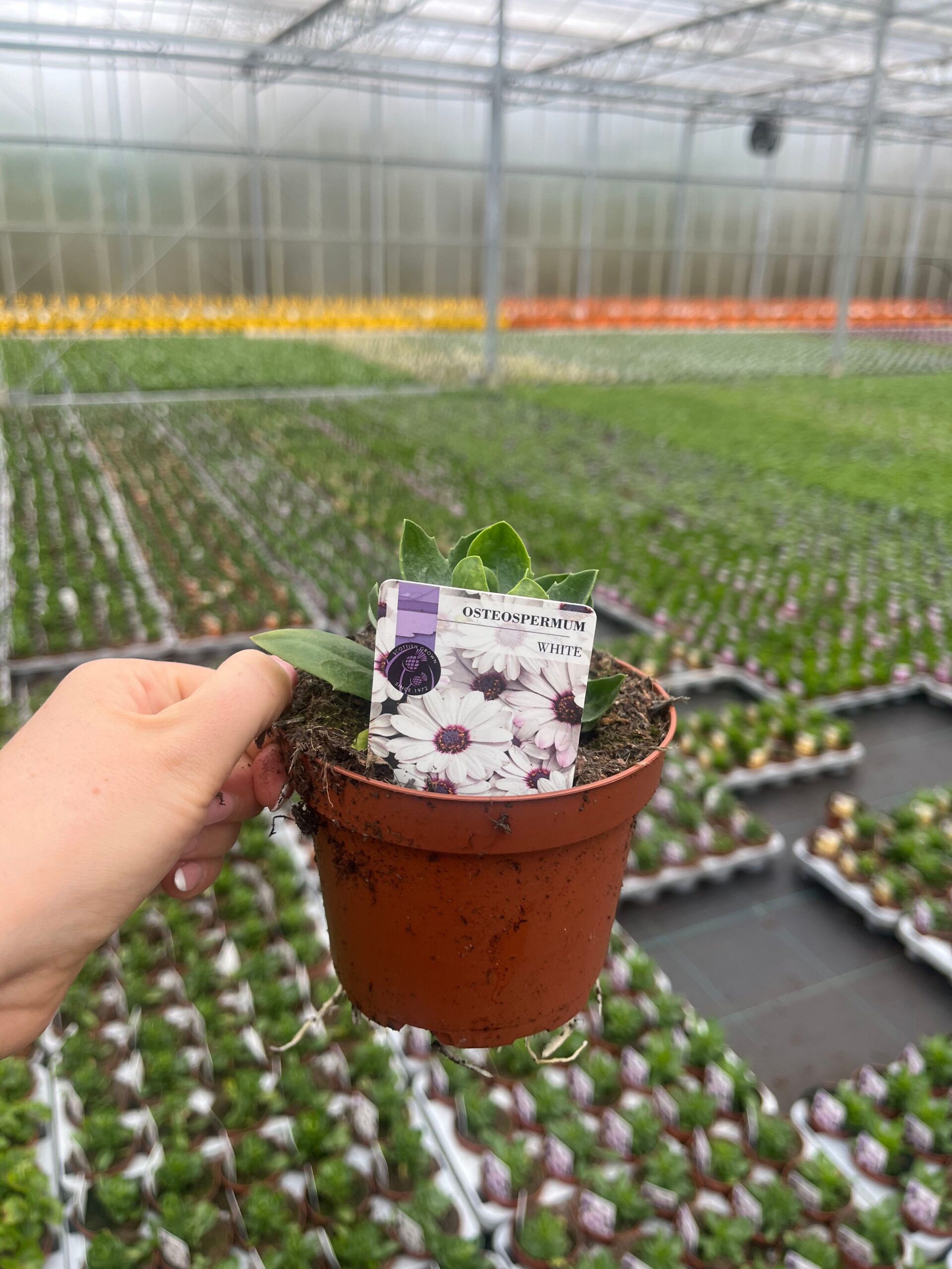 Picture of Osteospermum White