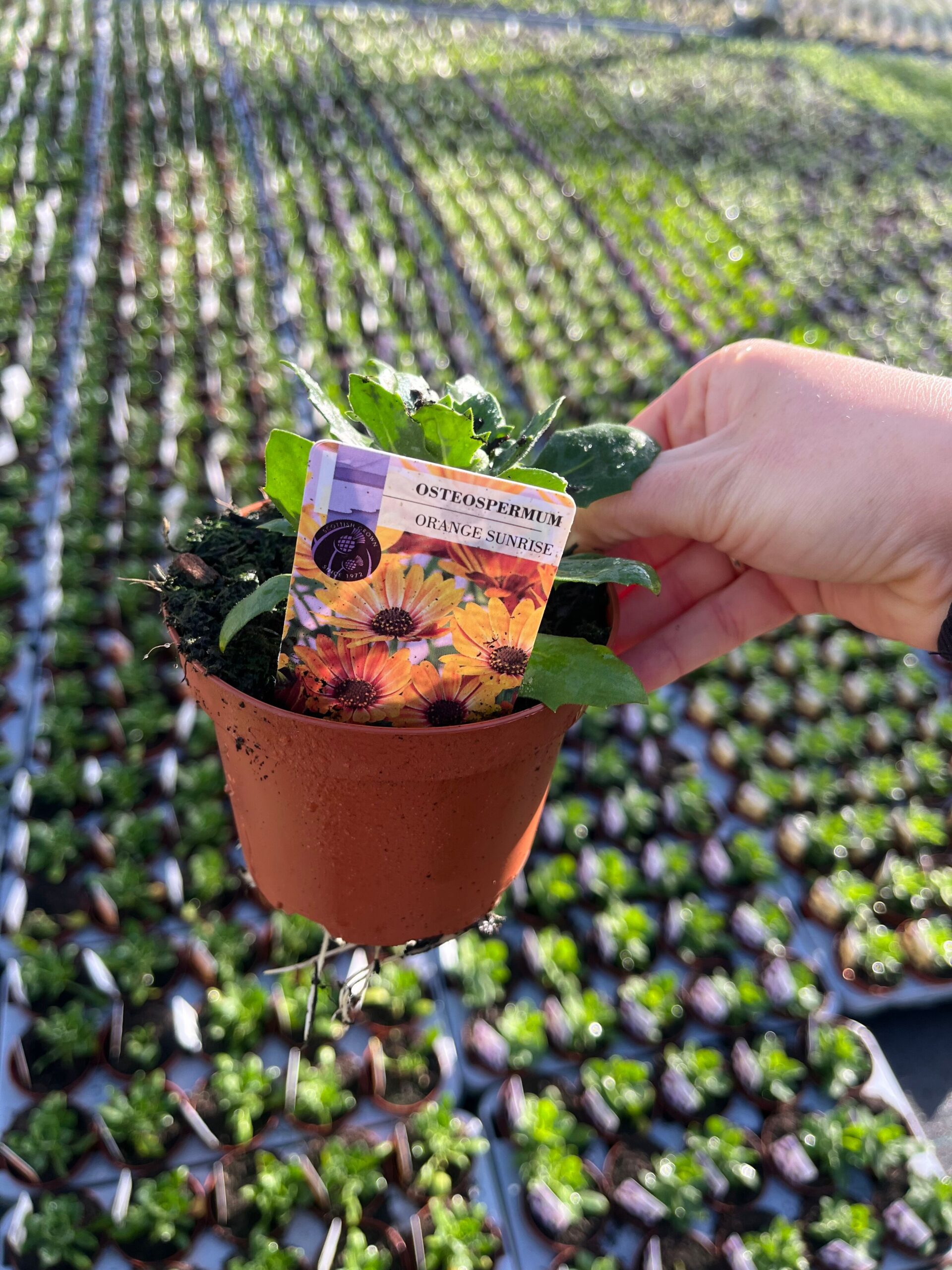 Picture of Osteospermum Orange Sunrise
