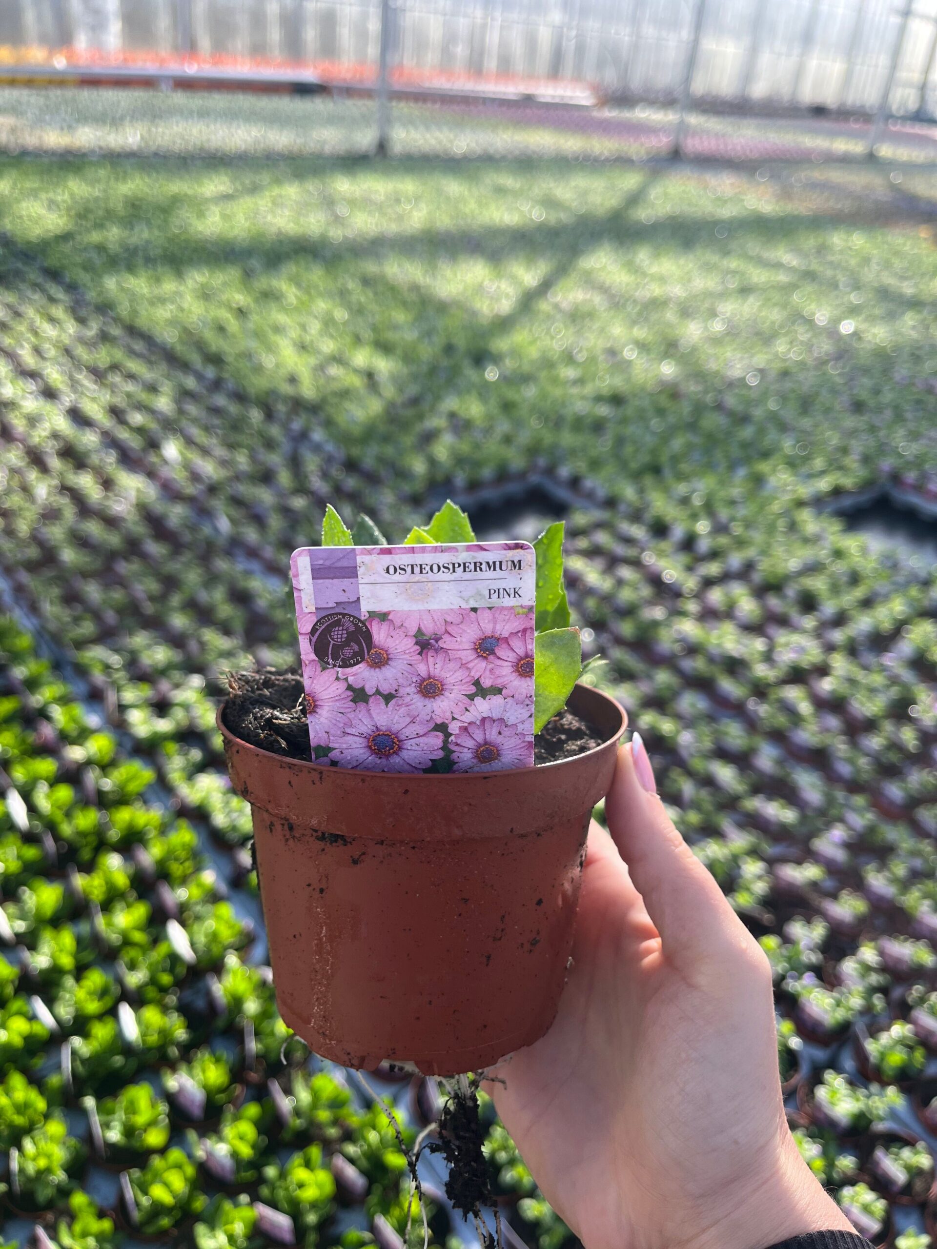 Picture of Osteospermum Pink