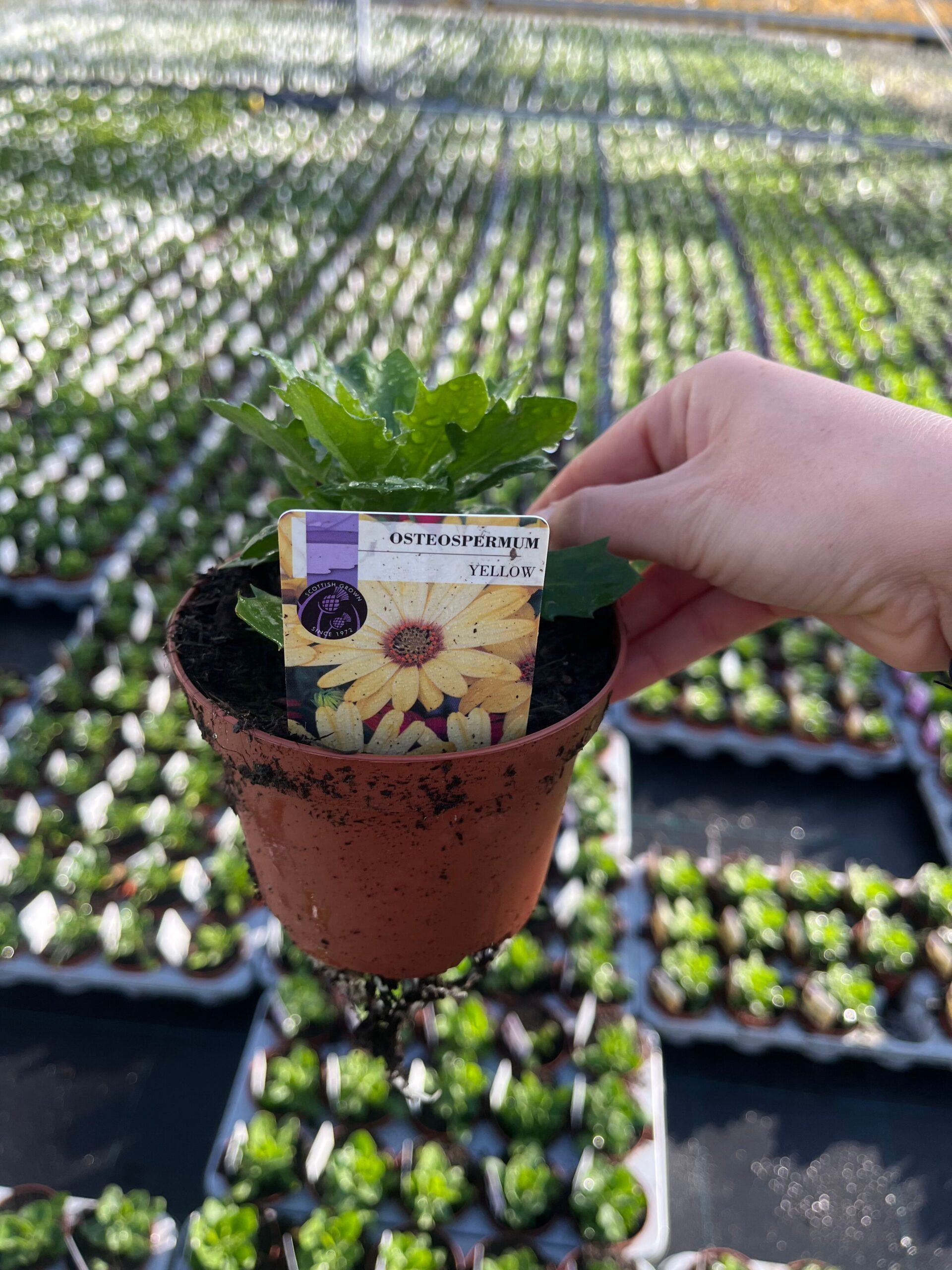 Picture of Osteospermum Yellow