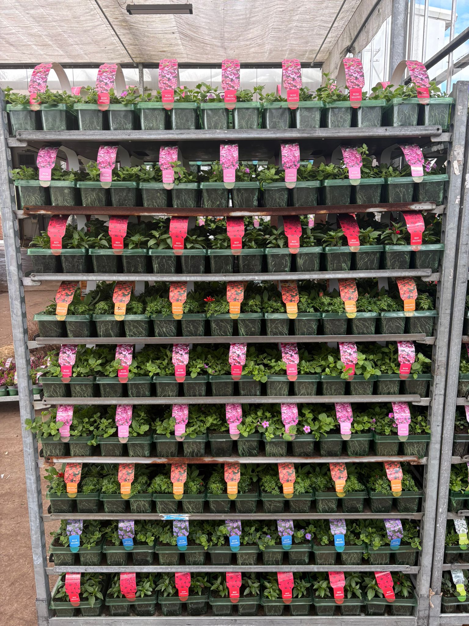 Picture of Basket Plants Large Carry 6 Pack