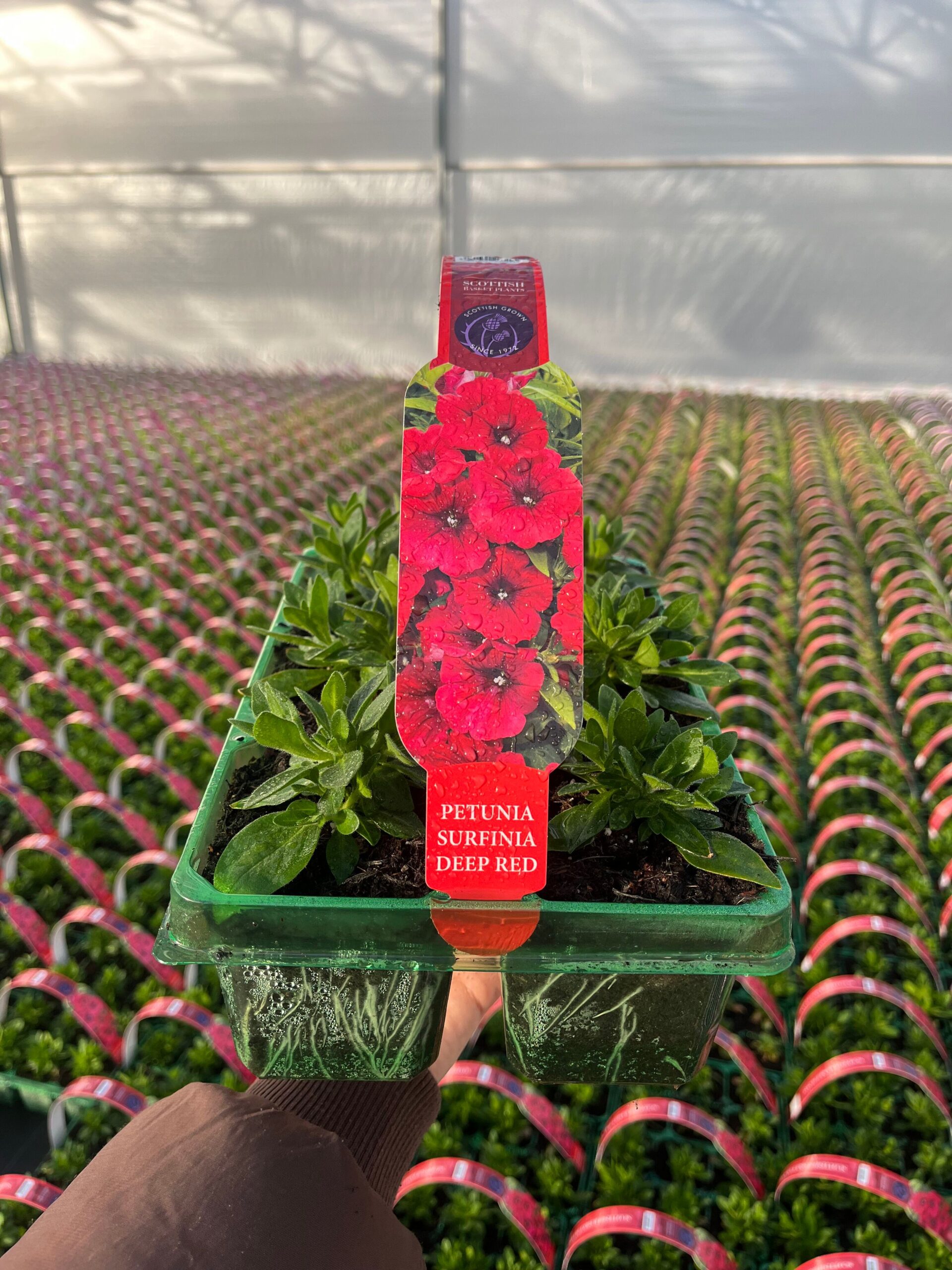 Picture of Petunia Surfinia Deep Red