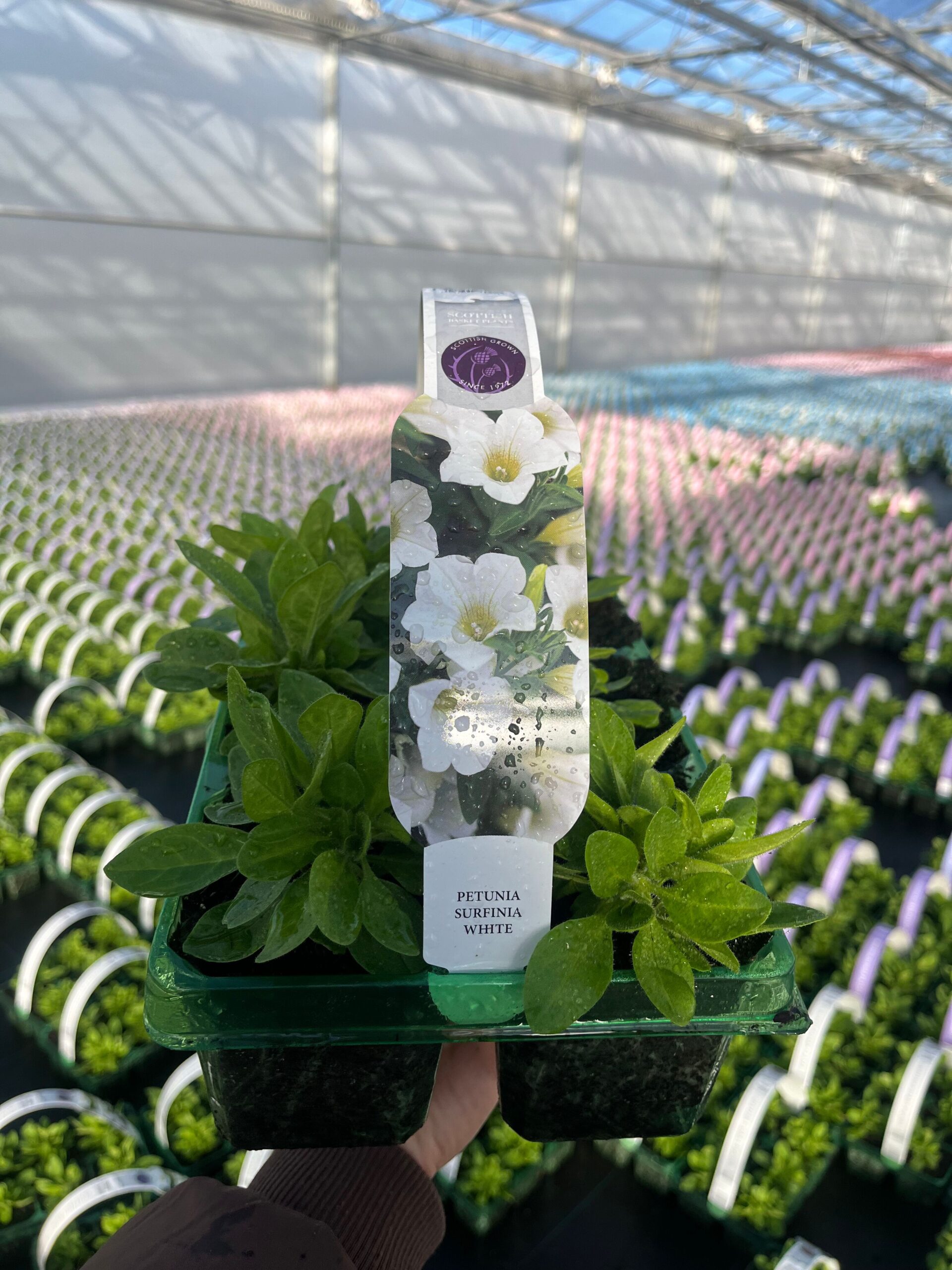 Picture of Petunia Surfinia White