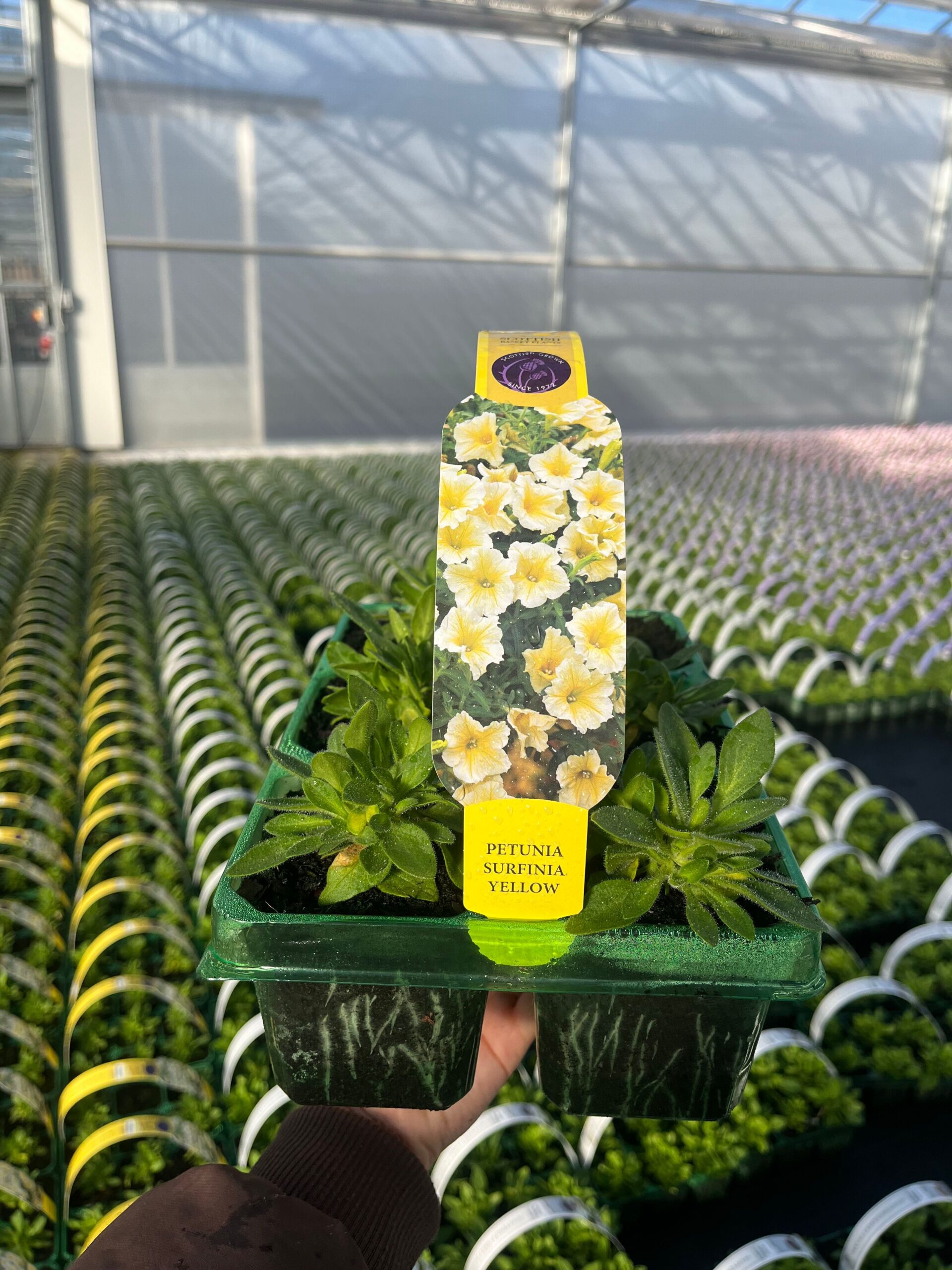 Picture of Petunia Surfinia Yellow Dream