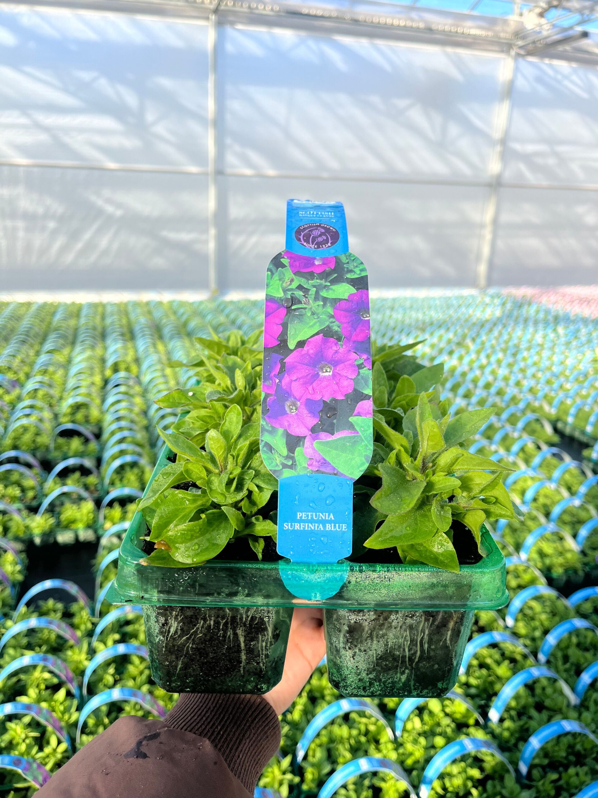 Picture of Petunia Surfinia Blue