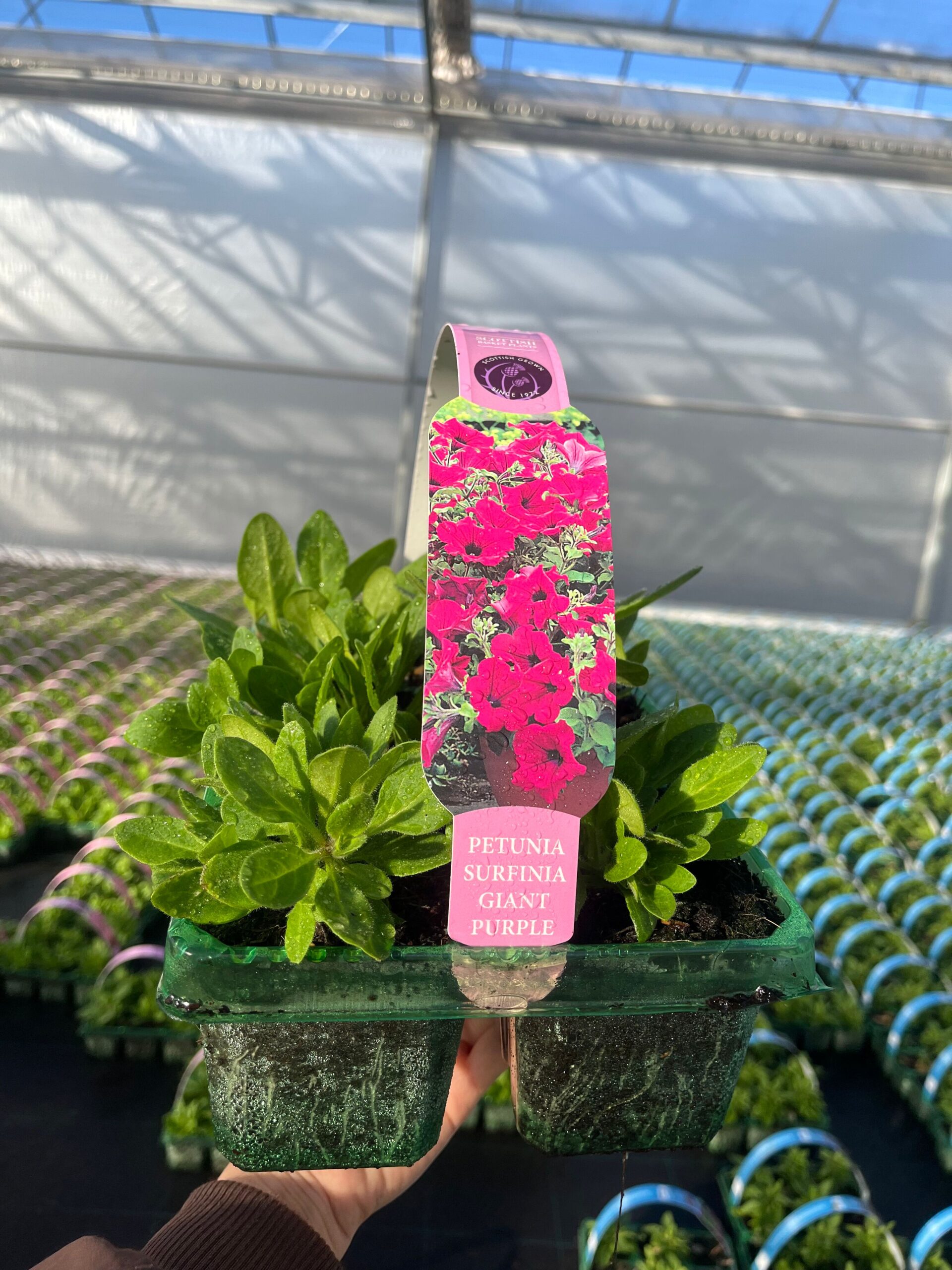 Picture of Petunia Surfinia Giant Purple