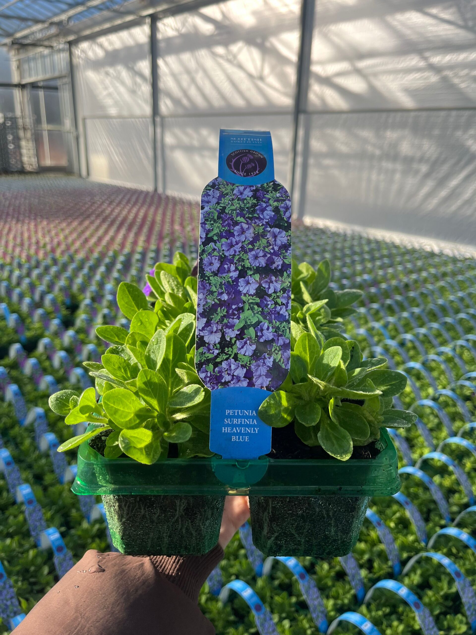 Picture of Petunia Surfinia Heavenly Blue