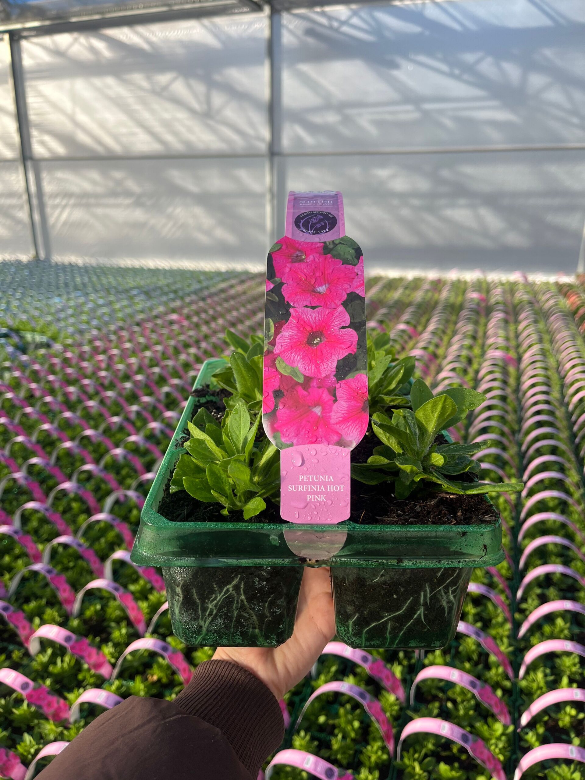 Picture of Petunia Surfinia Hot Pink