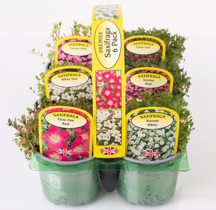 Picture of Saxifraga Carry 6 pack