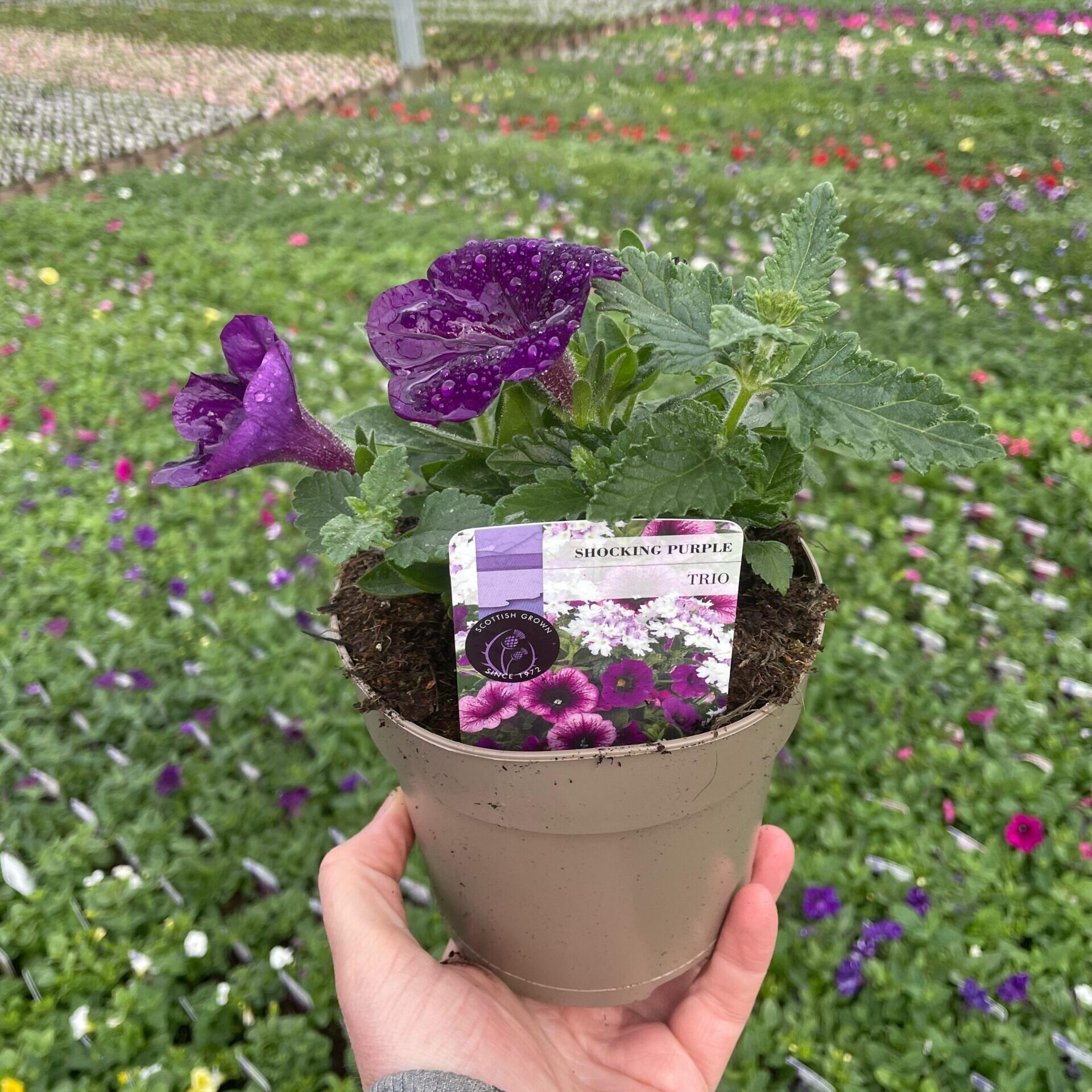 Picture of Trio Shocking Purple