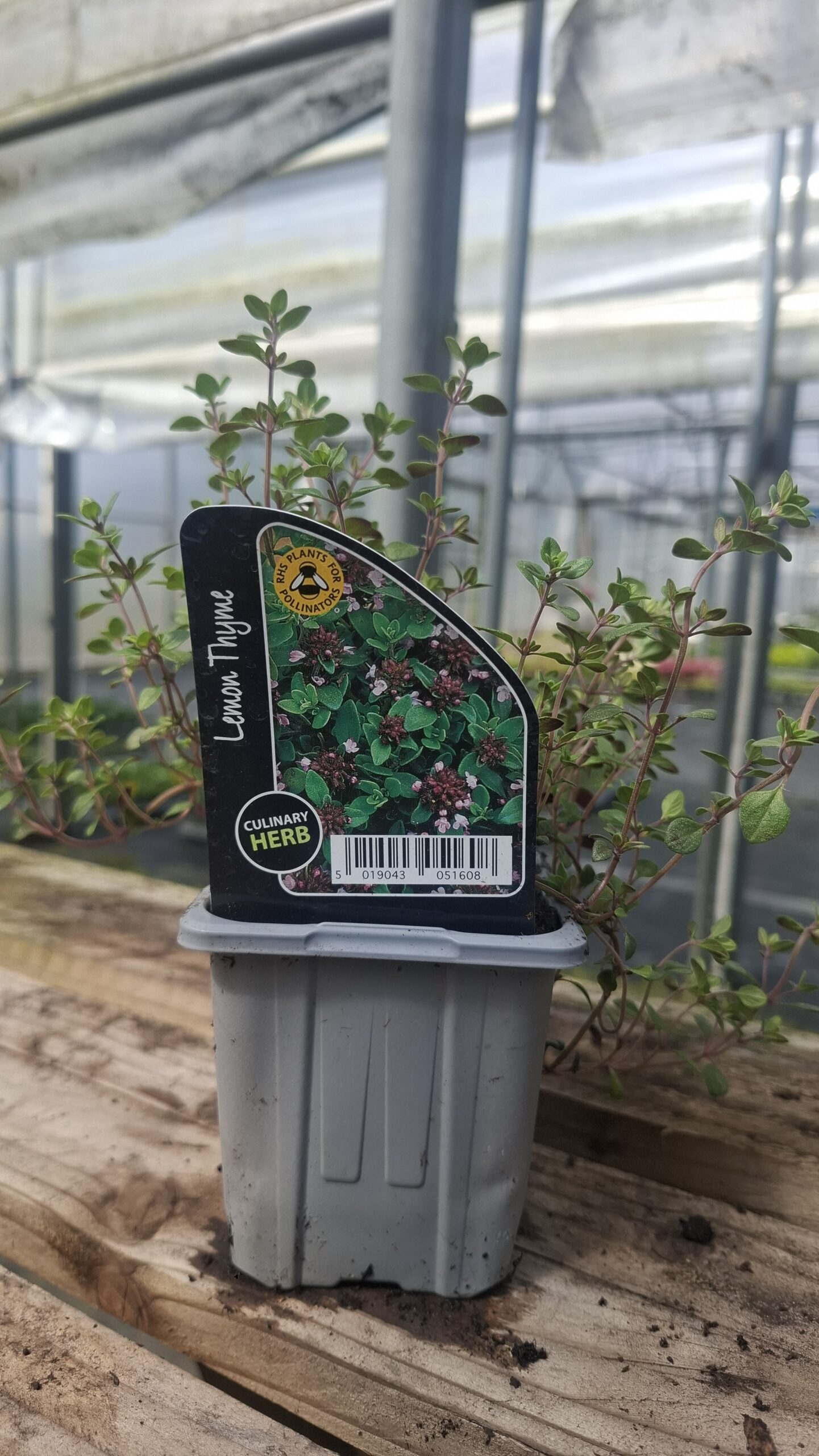 Picture of Thyme Lemon