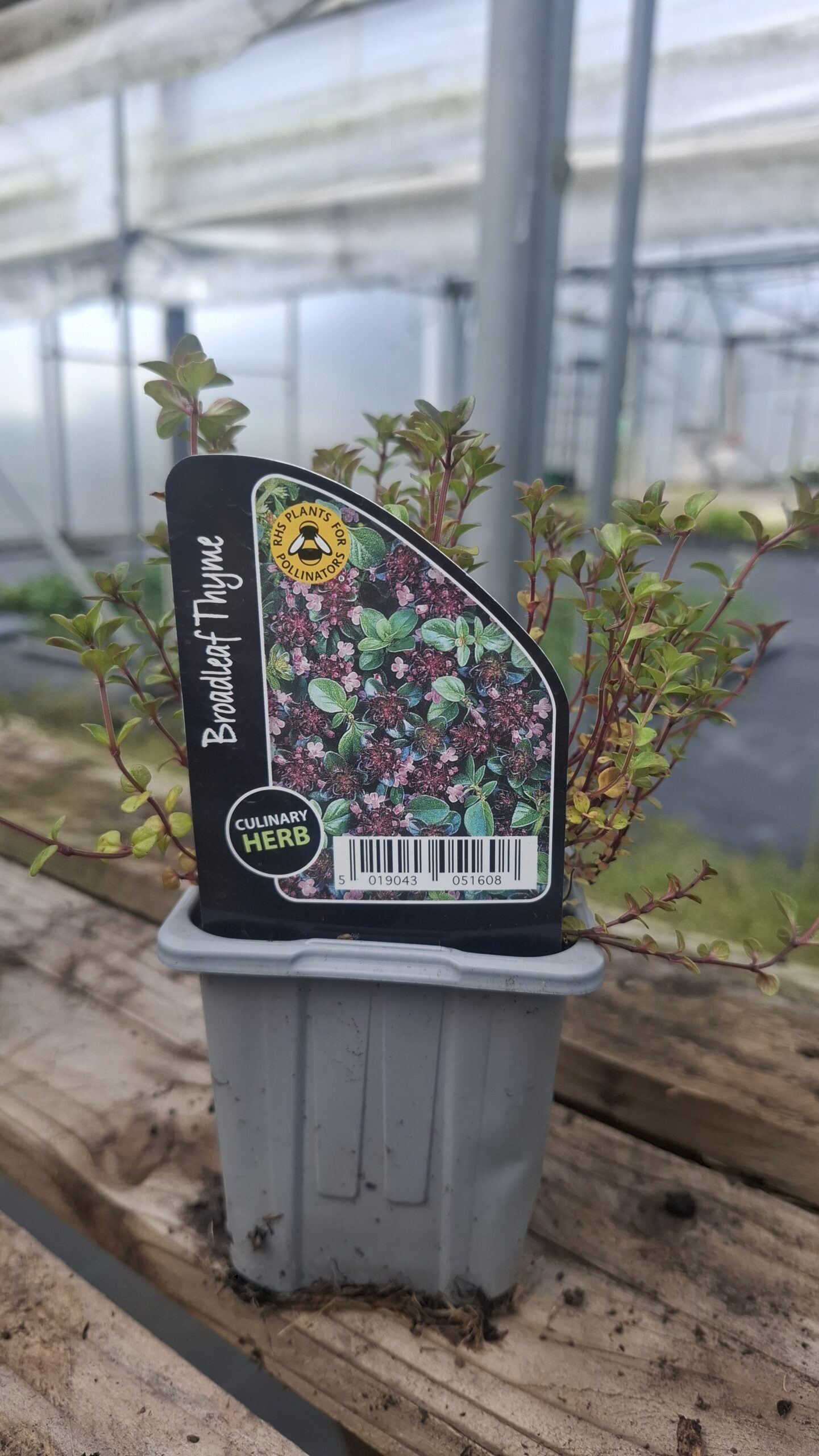 Picture of Thyme Broadleaved