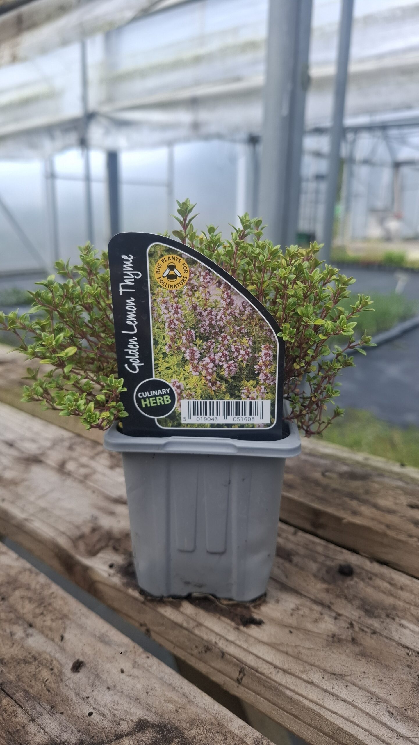 Picture of Thyme Golden Lemon