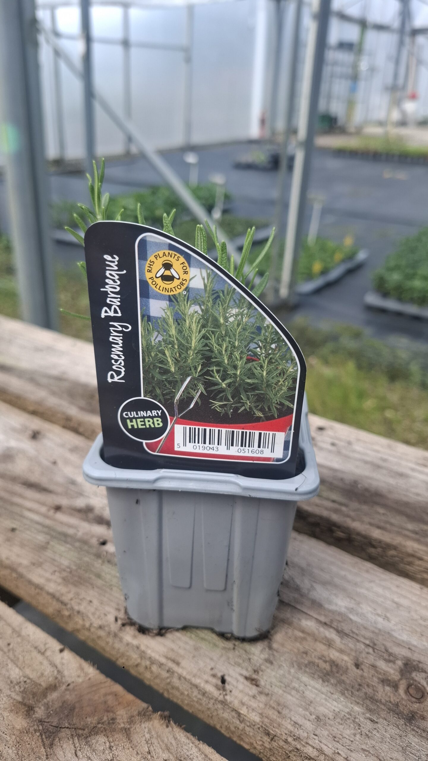 Picture of Rosemary, Barbeque