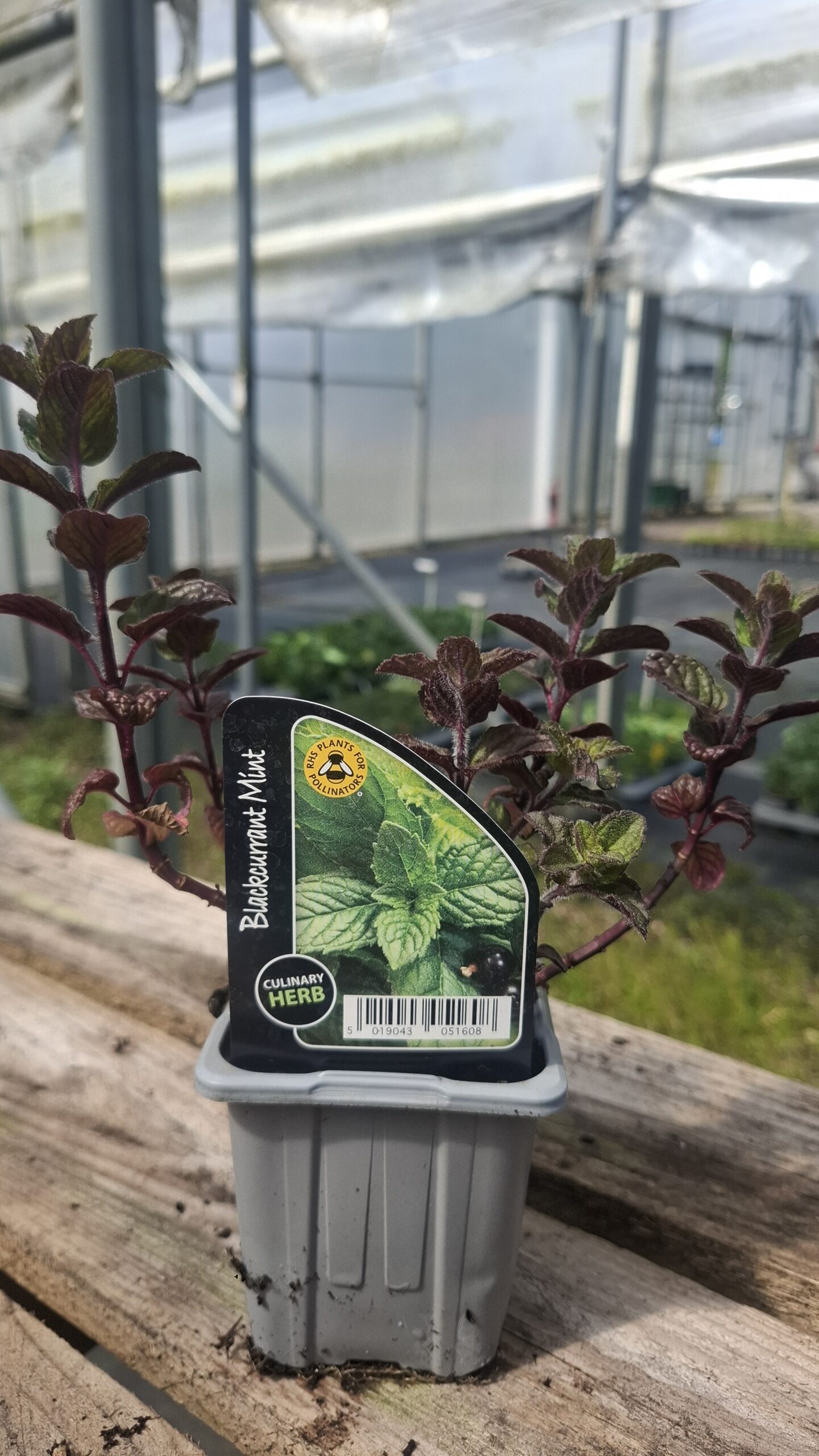 Picture of Mint, Blackcurrant