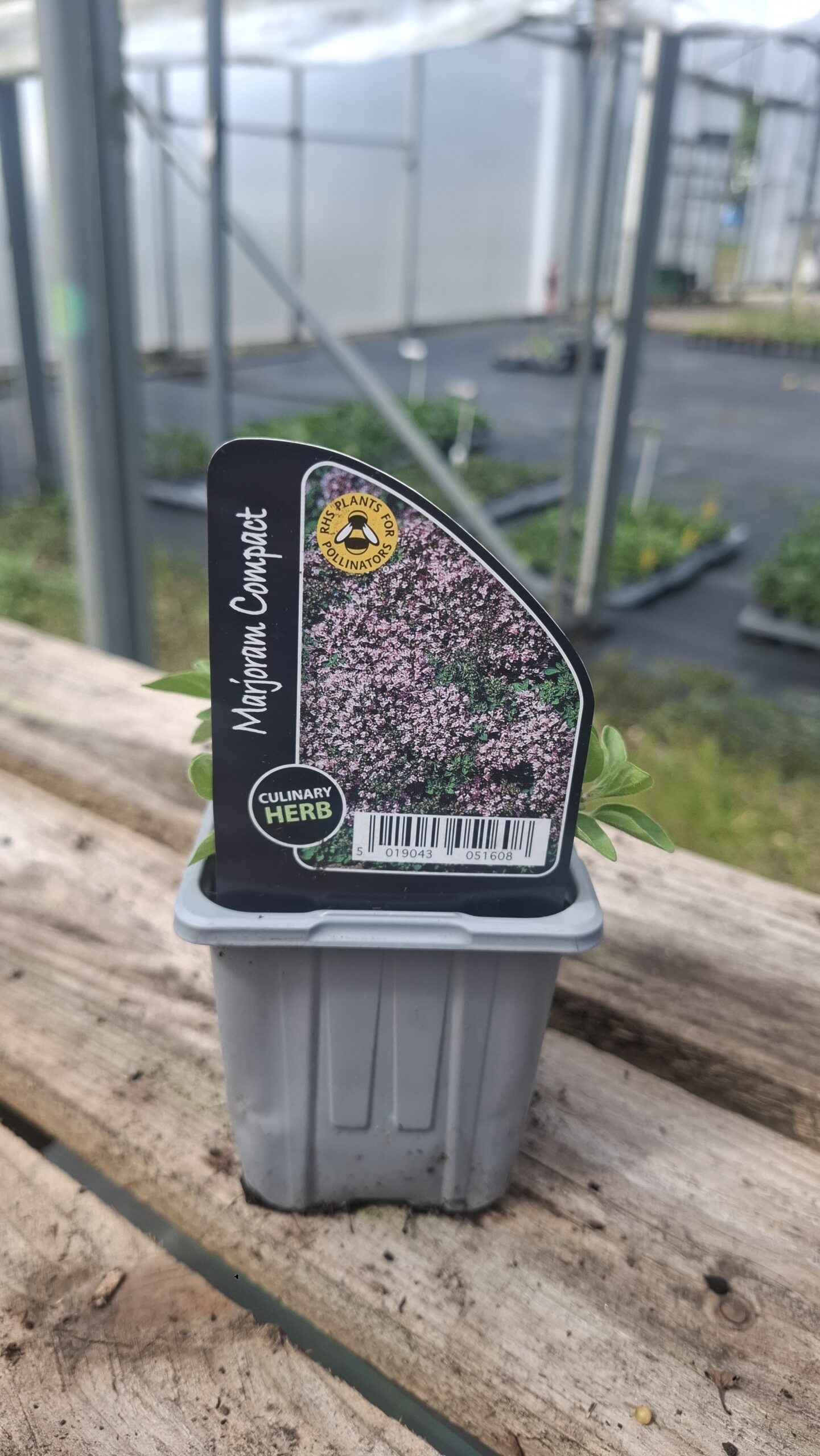 Picture of Marjoram Compact