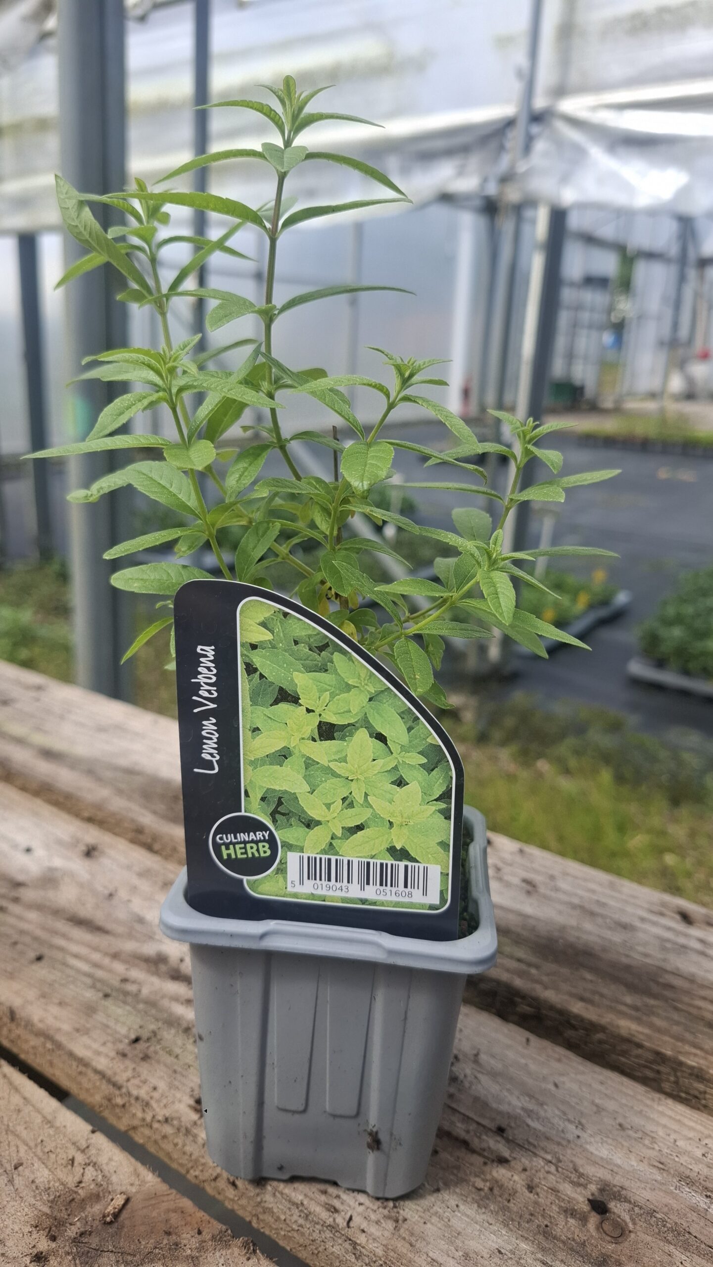 Picture of Lemon Verbena