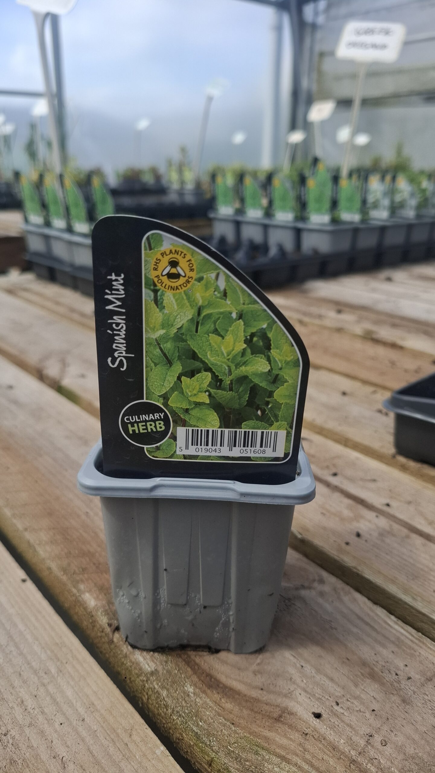 Picture of Mint, Spanish