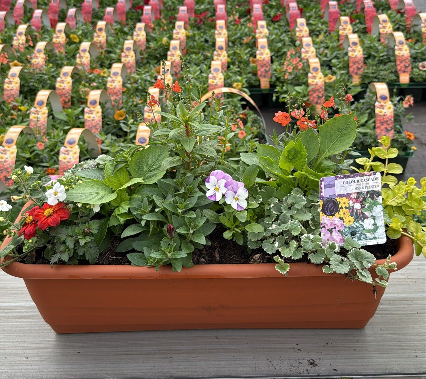 Picture of Summer Planter Balcony Trough
