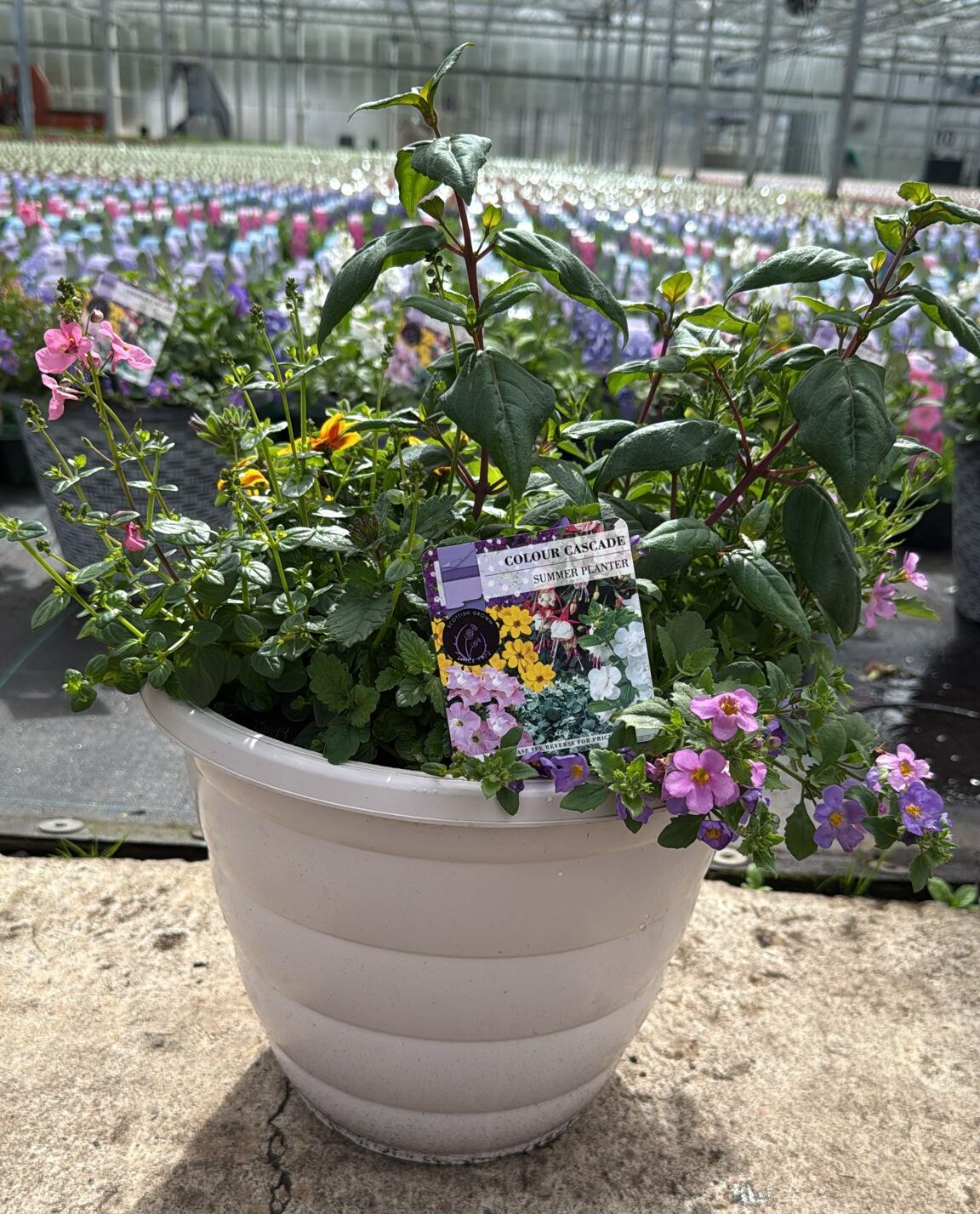 Picture of Summer Planter Beehive