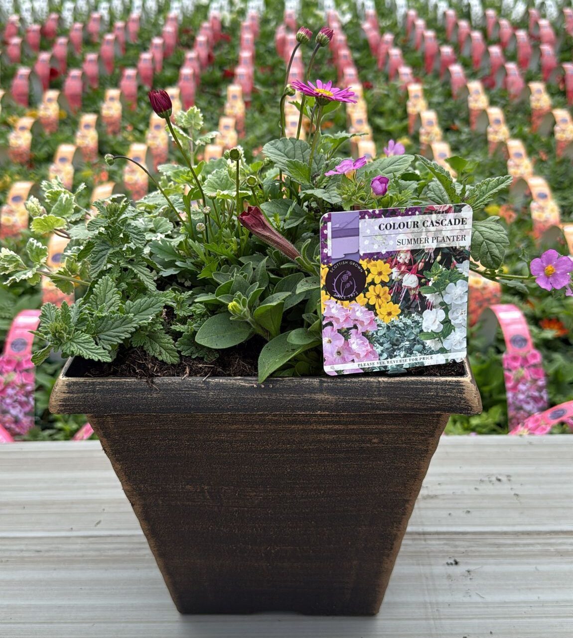 Picture of Summer Planter Biscotti Tall Square