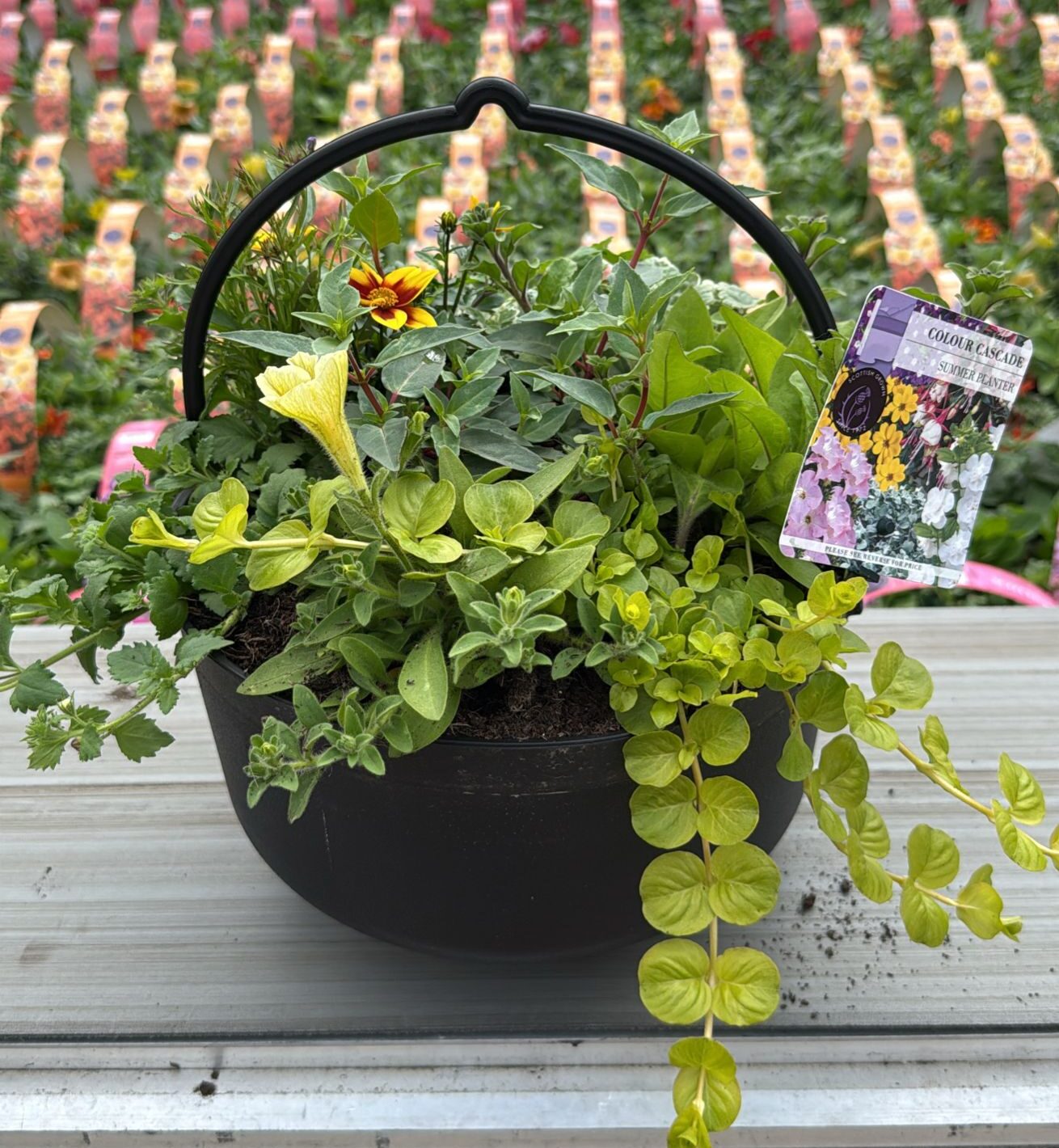 Picture of Summer Planter Black Cauldron