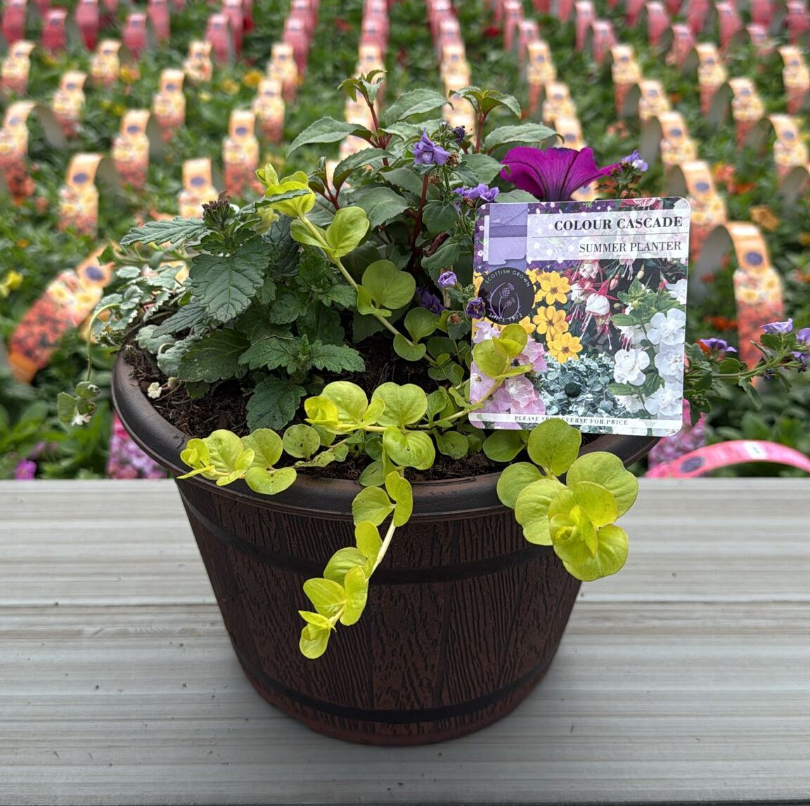 Picture of Summer Planter Cask