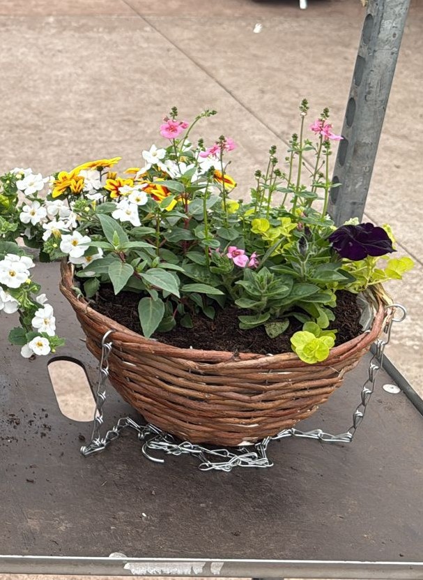 Picture of Mixed Variety Rattan Hanging Basket