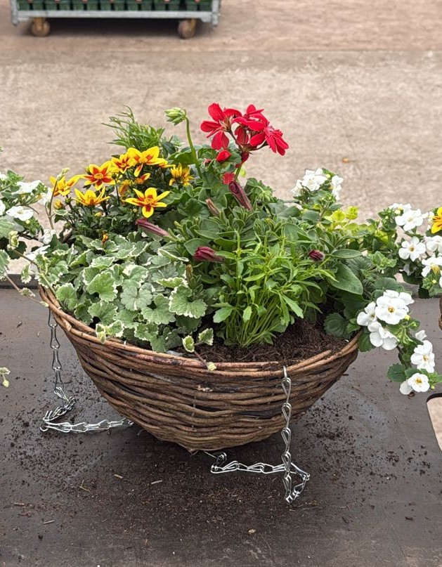 Picture of Mixed Variety Rattan Hanging Basket