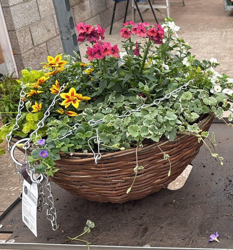 Picture of Mixed Variety Rattan Hanging Basket