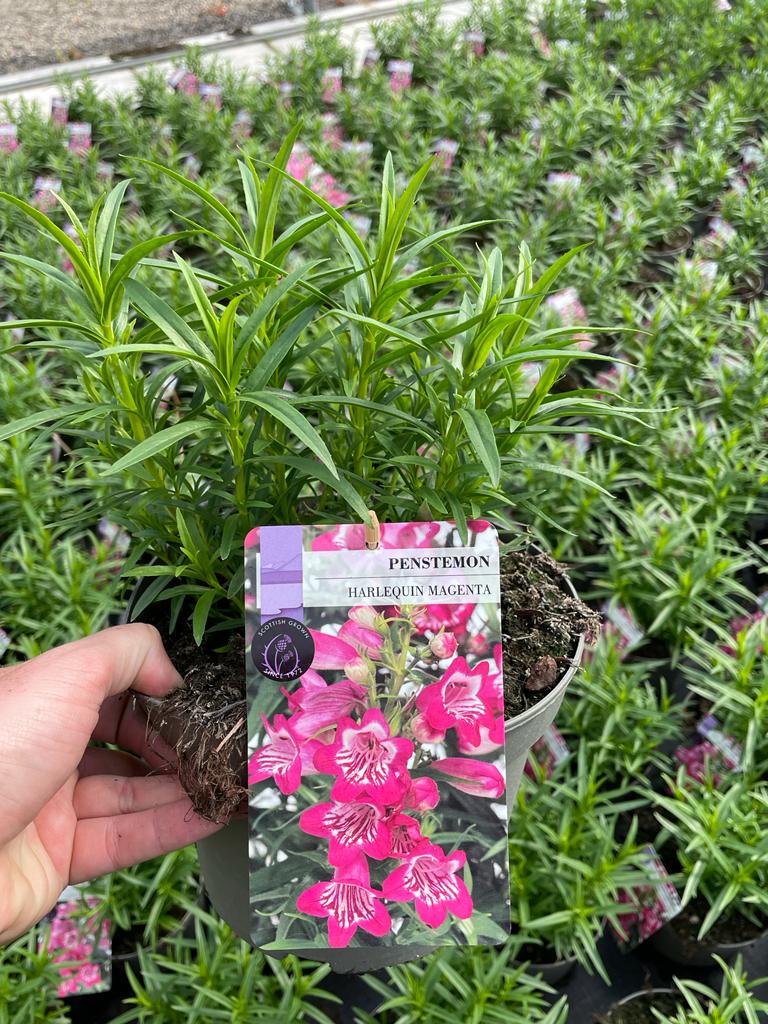 Picture of Penstemon Harlequin Magenta