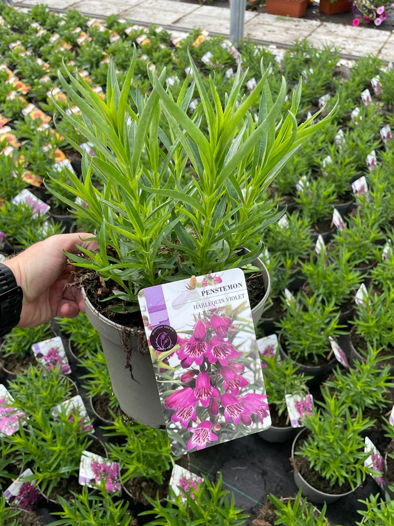 Picture of Penstemon Harlequin Violet 