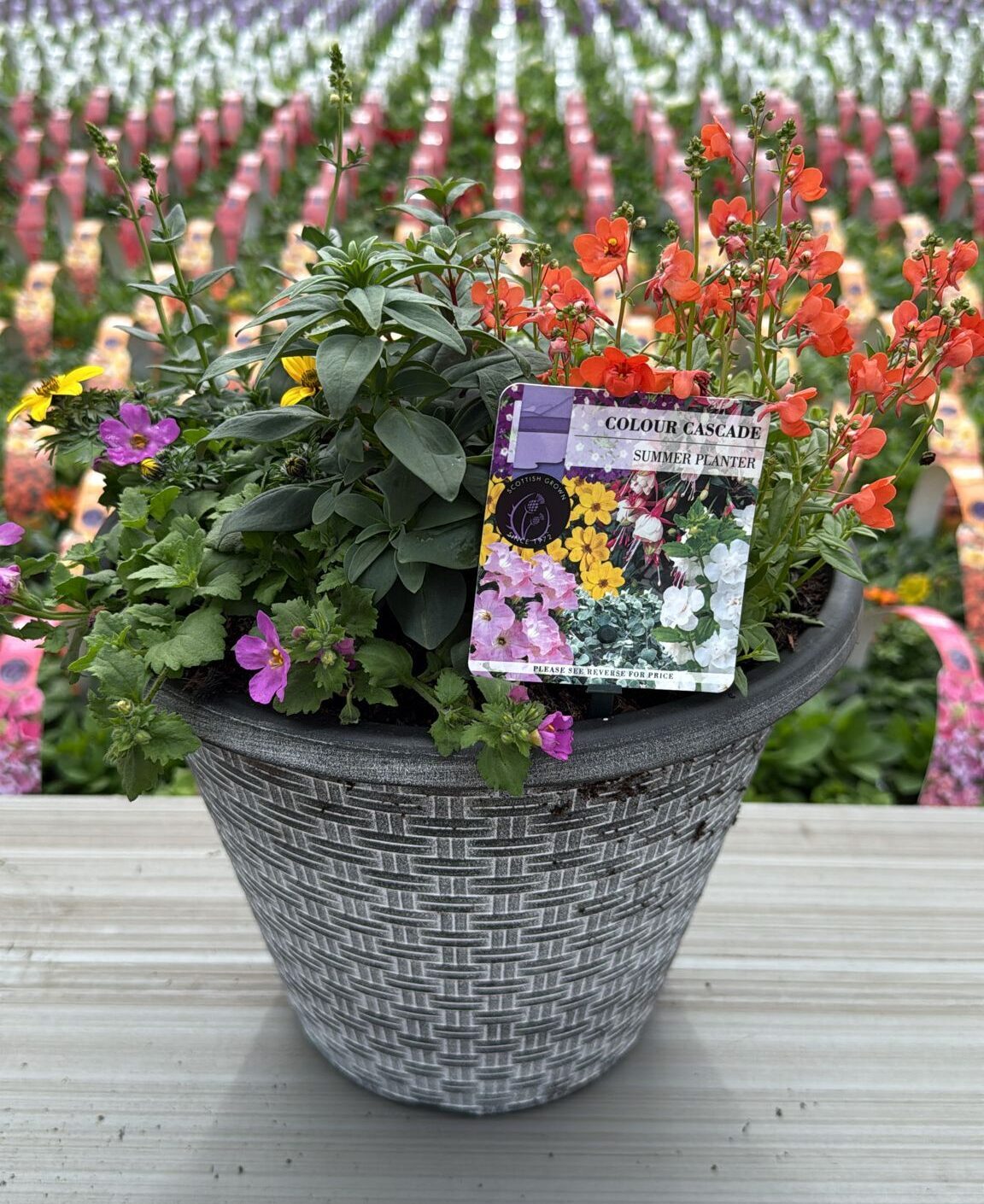 Picture of Summer Planter Rattan